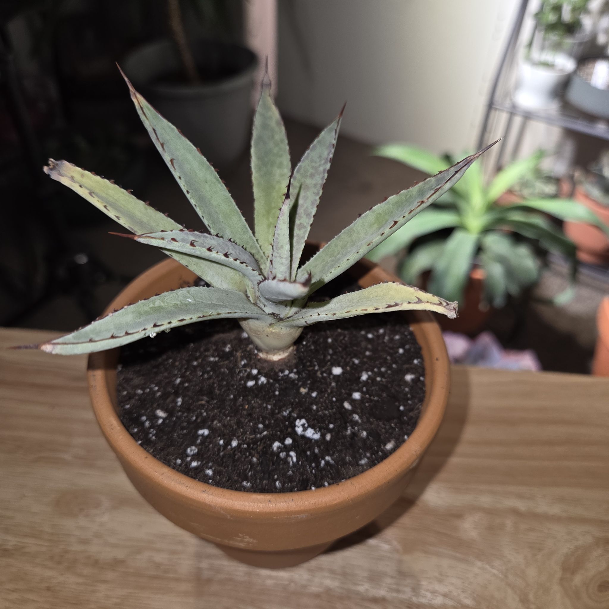 Photo of the plant species Mangave 'Bloodspot' by @NikkiBplantmom named KANJI on Greg, the plant care app