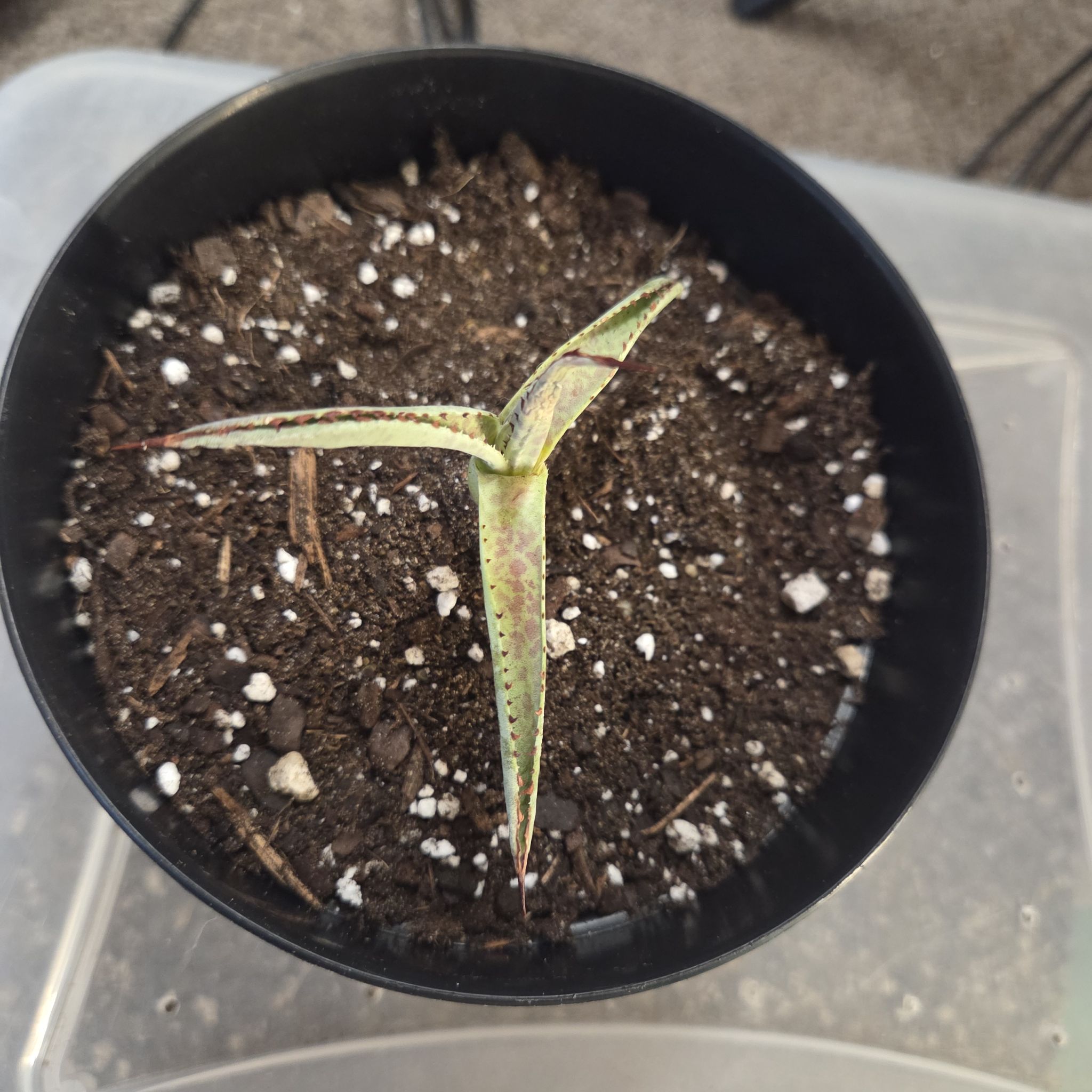 Photo of the plant species Mangave 'Bloodspot' by @NikkiBplantmom named KANJI on Greg, the plant care app