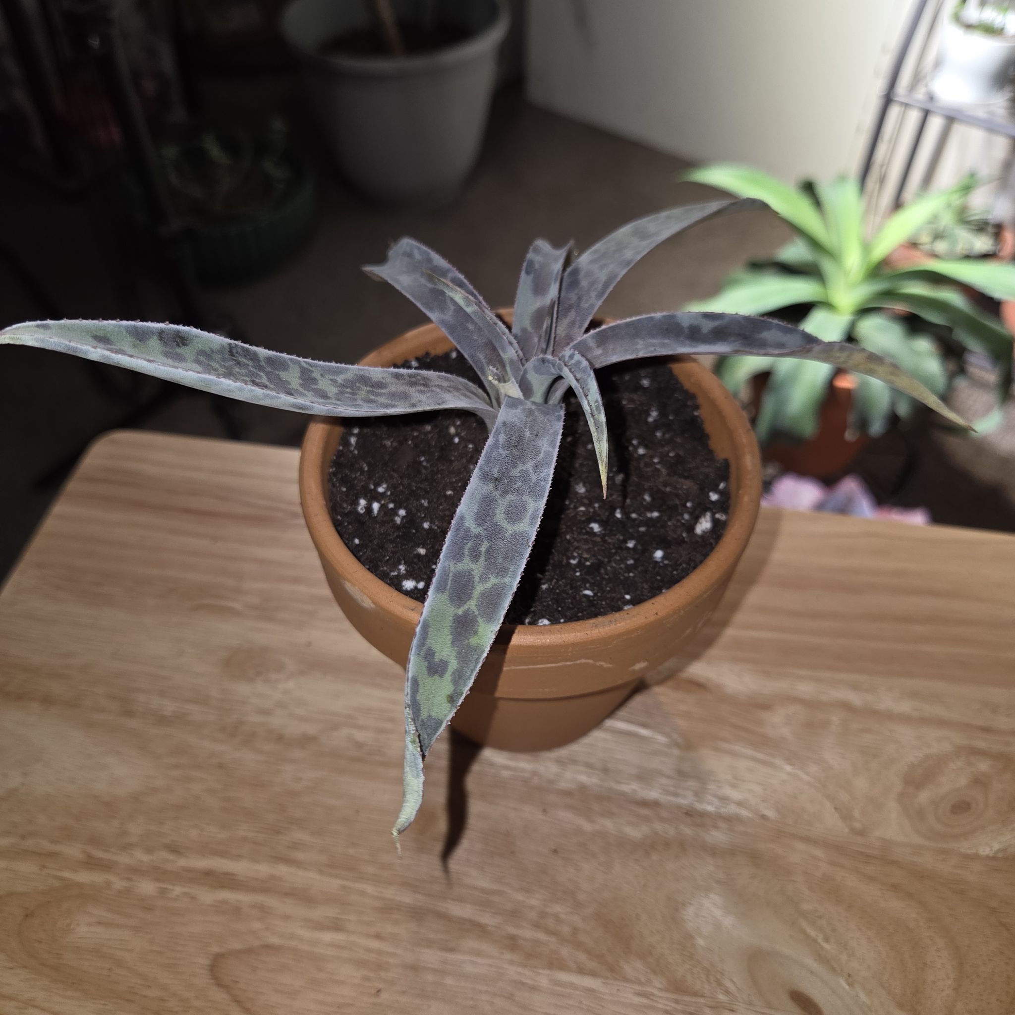 Photo of the plant species Mangave 'Moonglow' by @NikkiBplantmom named MAJESTIC BLUE on Greg, the plant care app