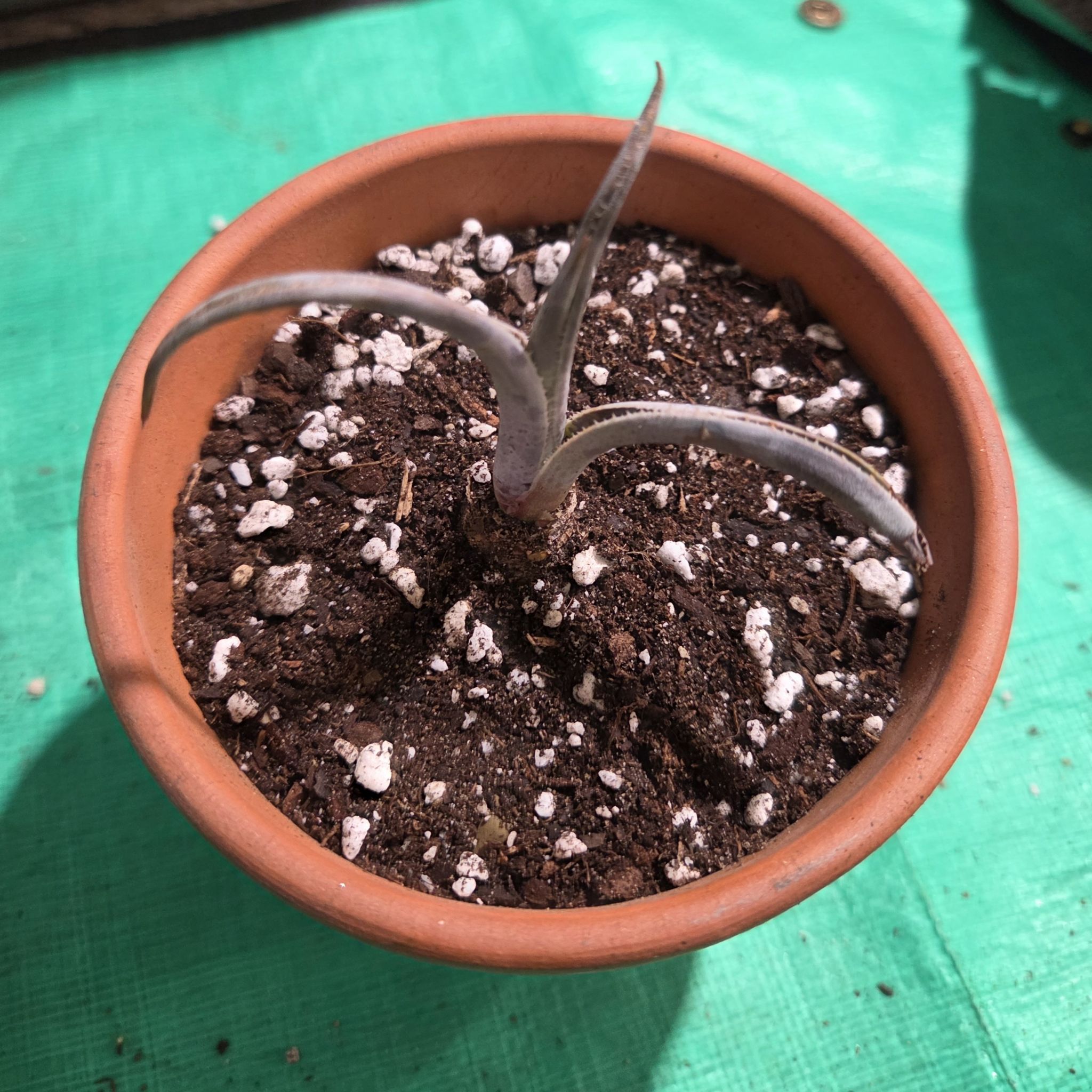 Photo of the plant species Mangave 'Moonglow' by @NikkiBplantmom named MAJESTIC BLUE on Greg, the plant care app