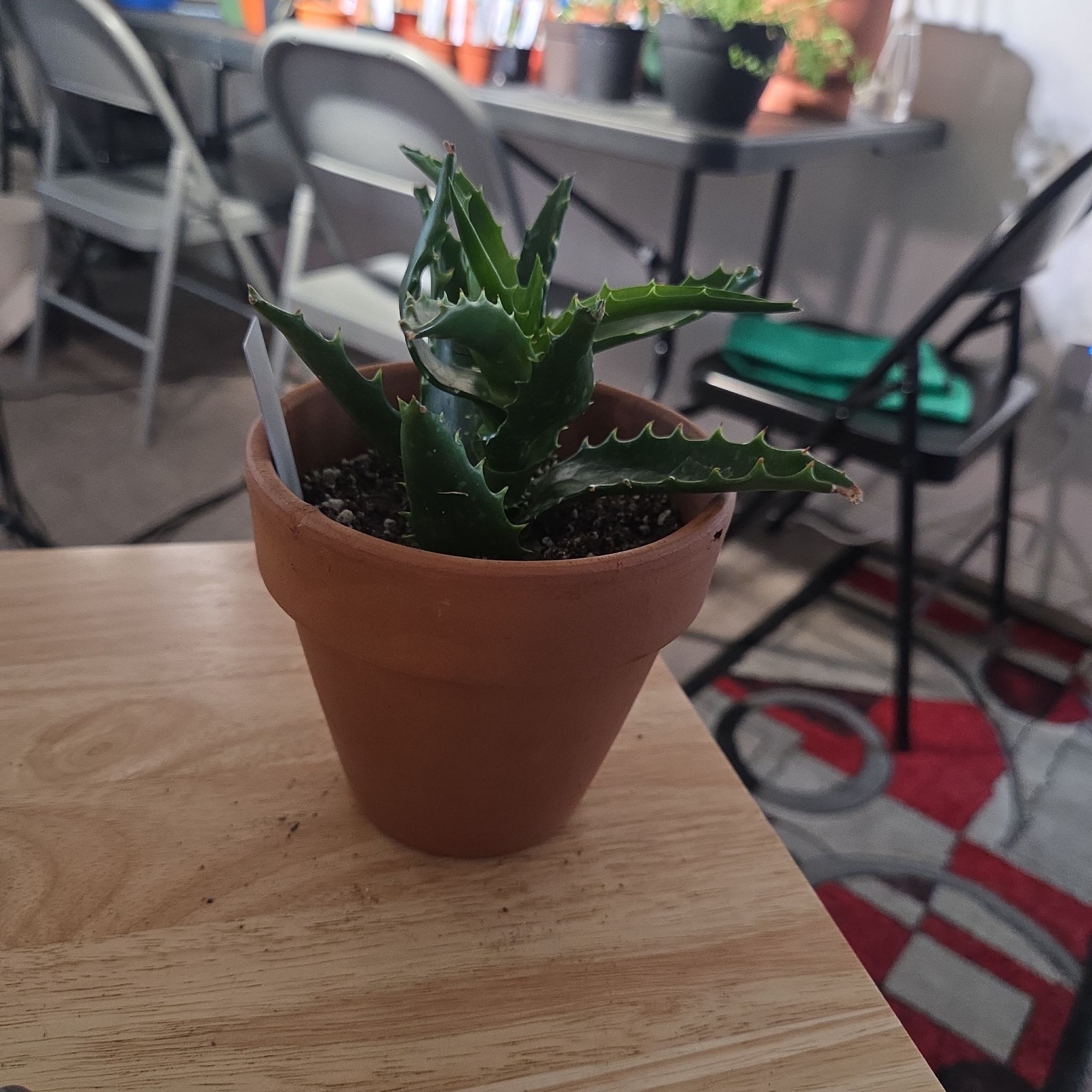 Photo of the plant species Starfish Aloe by @NikkiBplantmom named TAHIRY on Greg, the plant care app
