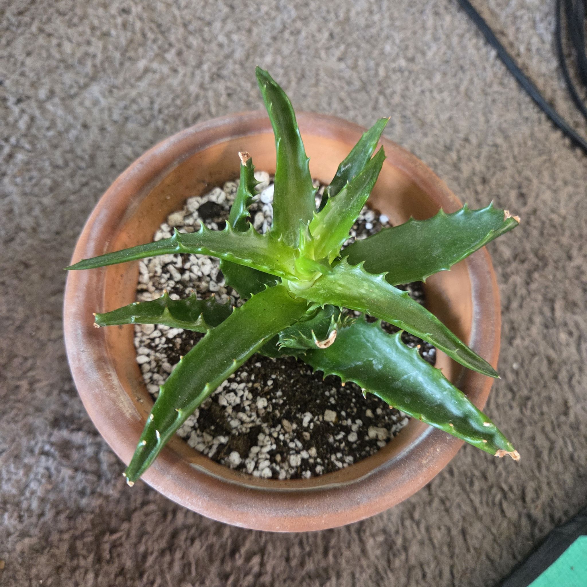 Photo of the plant species Starfish Aloe by @NikkiBplantmom named SIENNA on Greg, the plant care app