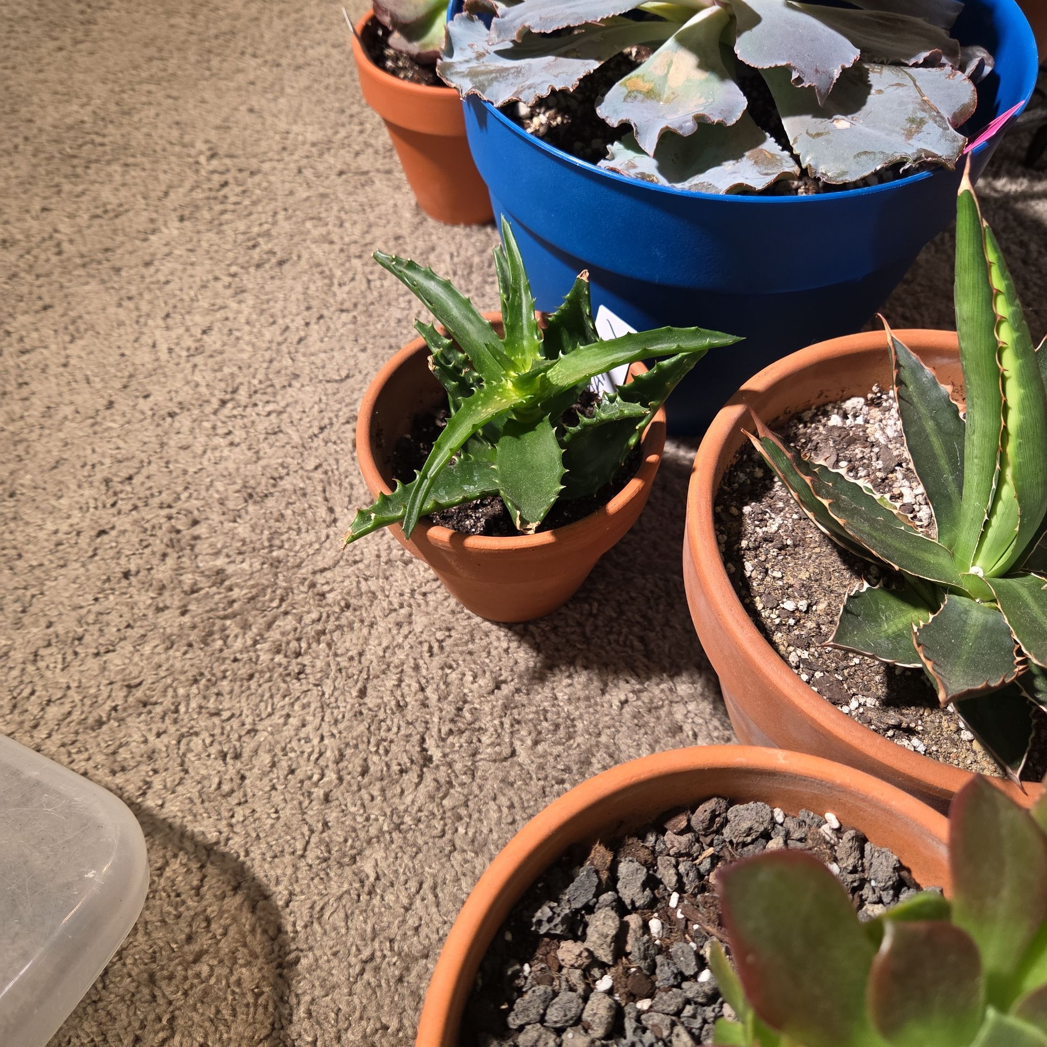 Photo of the plant species Starfish Aloe by @NikkiBplantmom named SIENNA on Greg, the plant care app