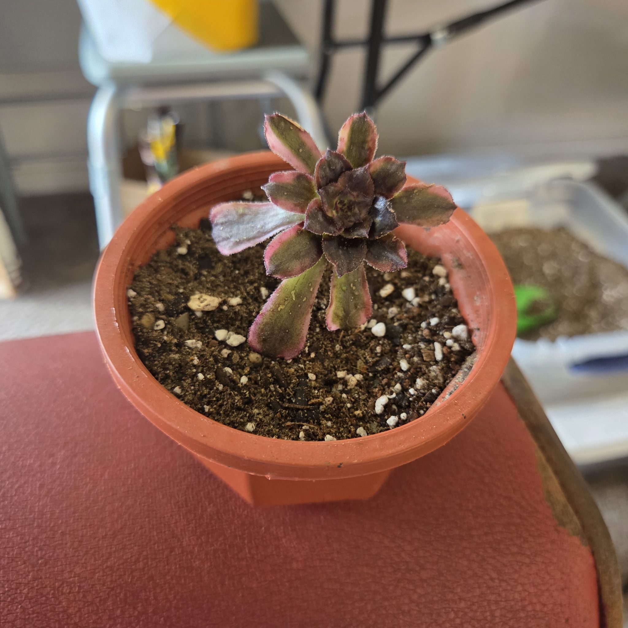 Photo of the plant species Aeonium 'Mardi Gras™' by @NikkiBplantmom named VENUS on Greg, the plant care app