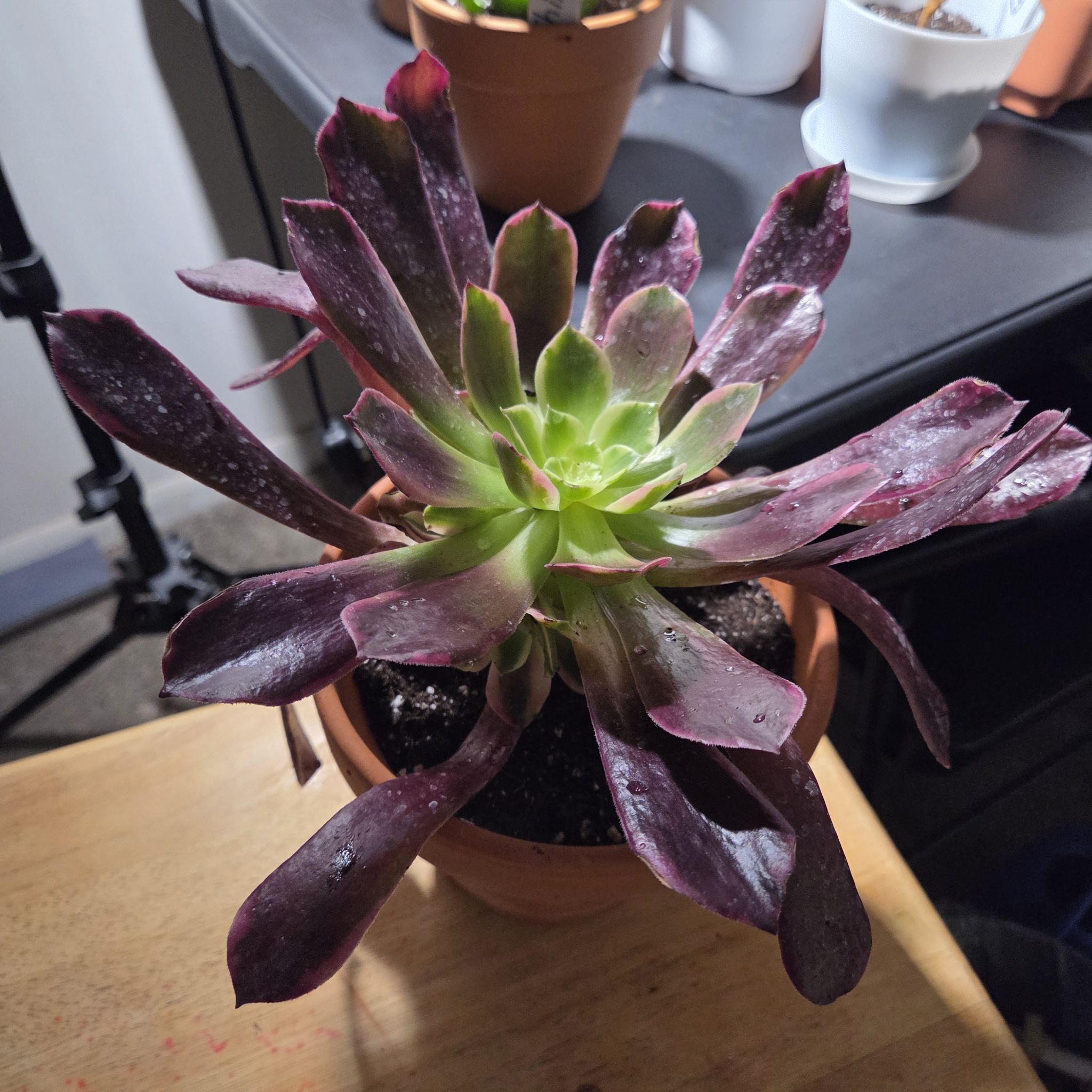 Photo of the plant species Aeonium by @NikkiBplantmom named APHRODITE on Greg, the plant care app