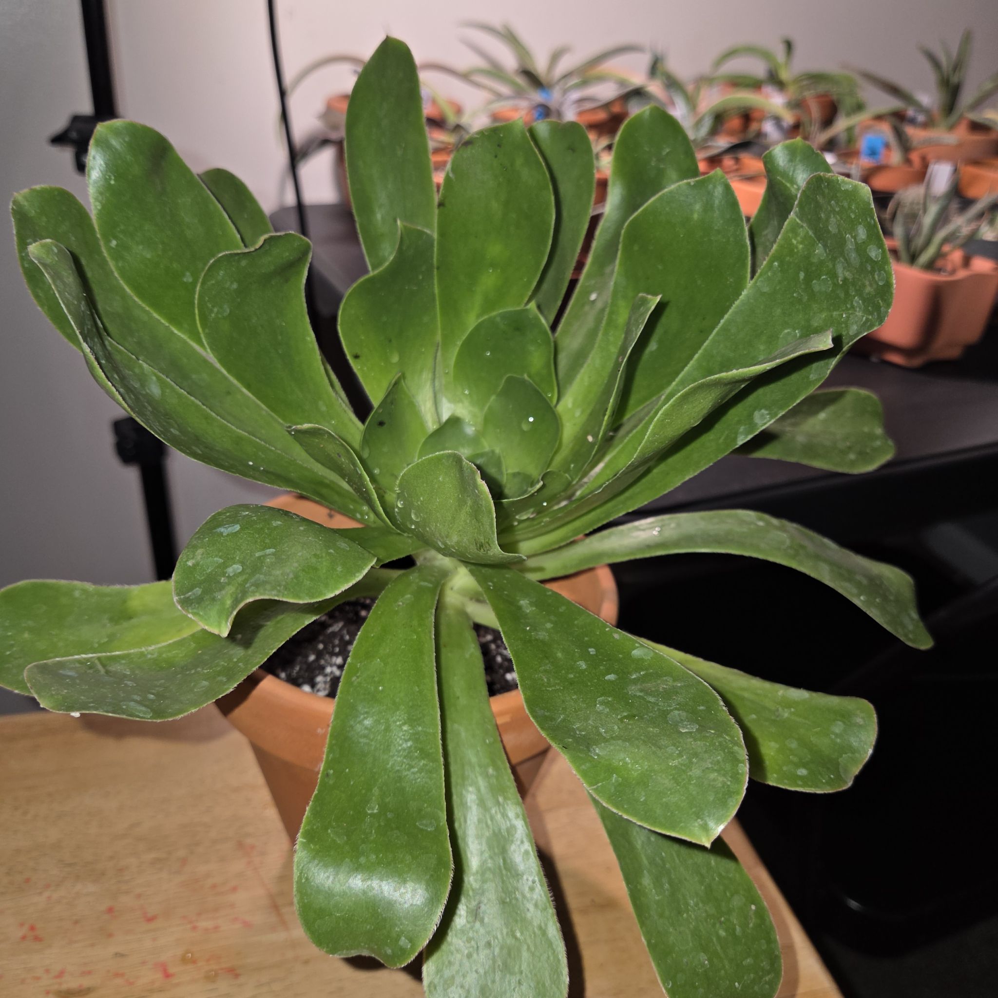 Photo of the plant species Stalked Aeonium by @NikkiBplantmom named ADONIS on Greg, the plant care app