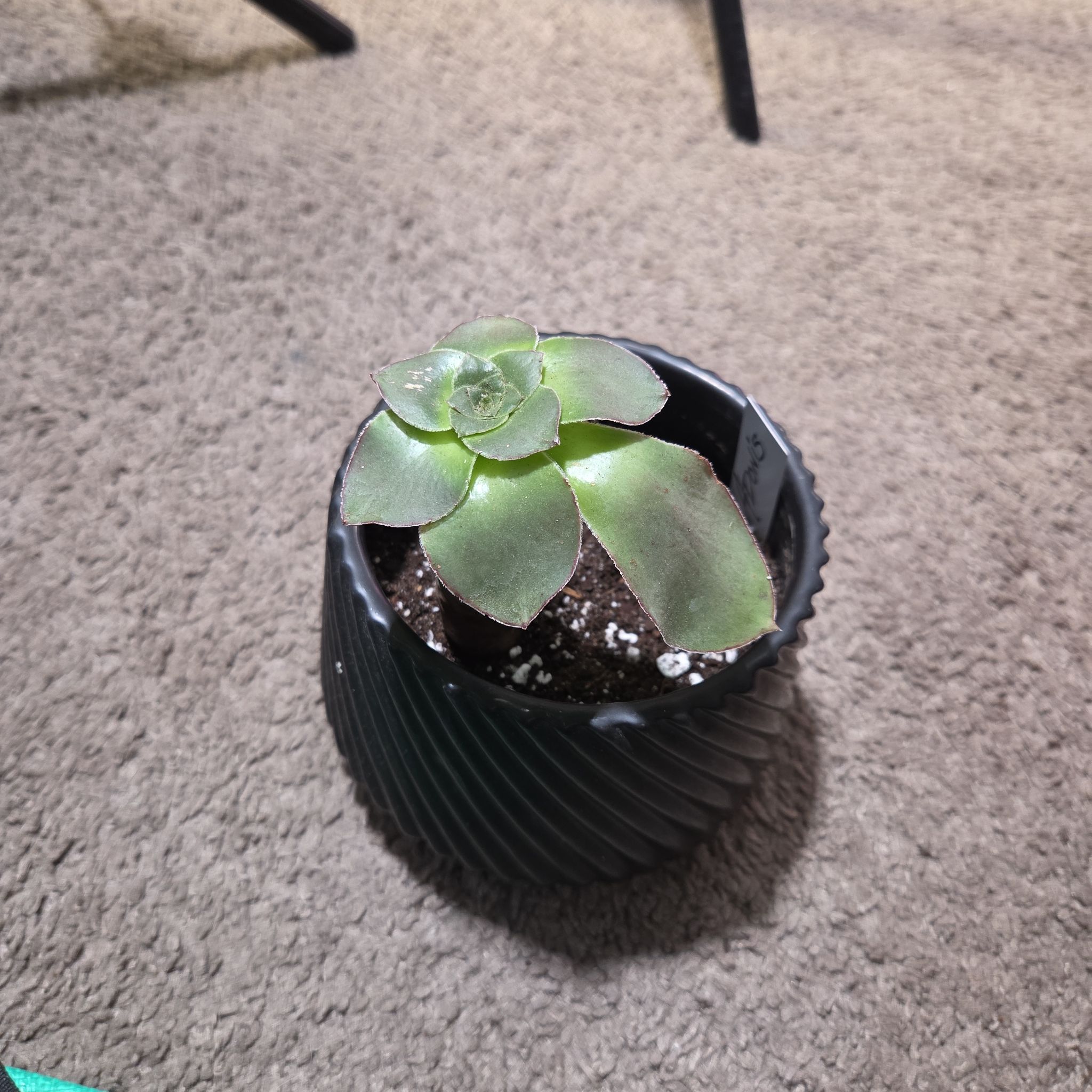 Photo of the plant species Stalked Aeonium by @NikkiBplantmom named ADONIS on Greg, the plant care app