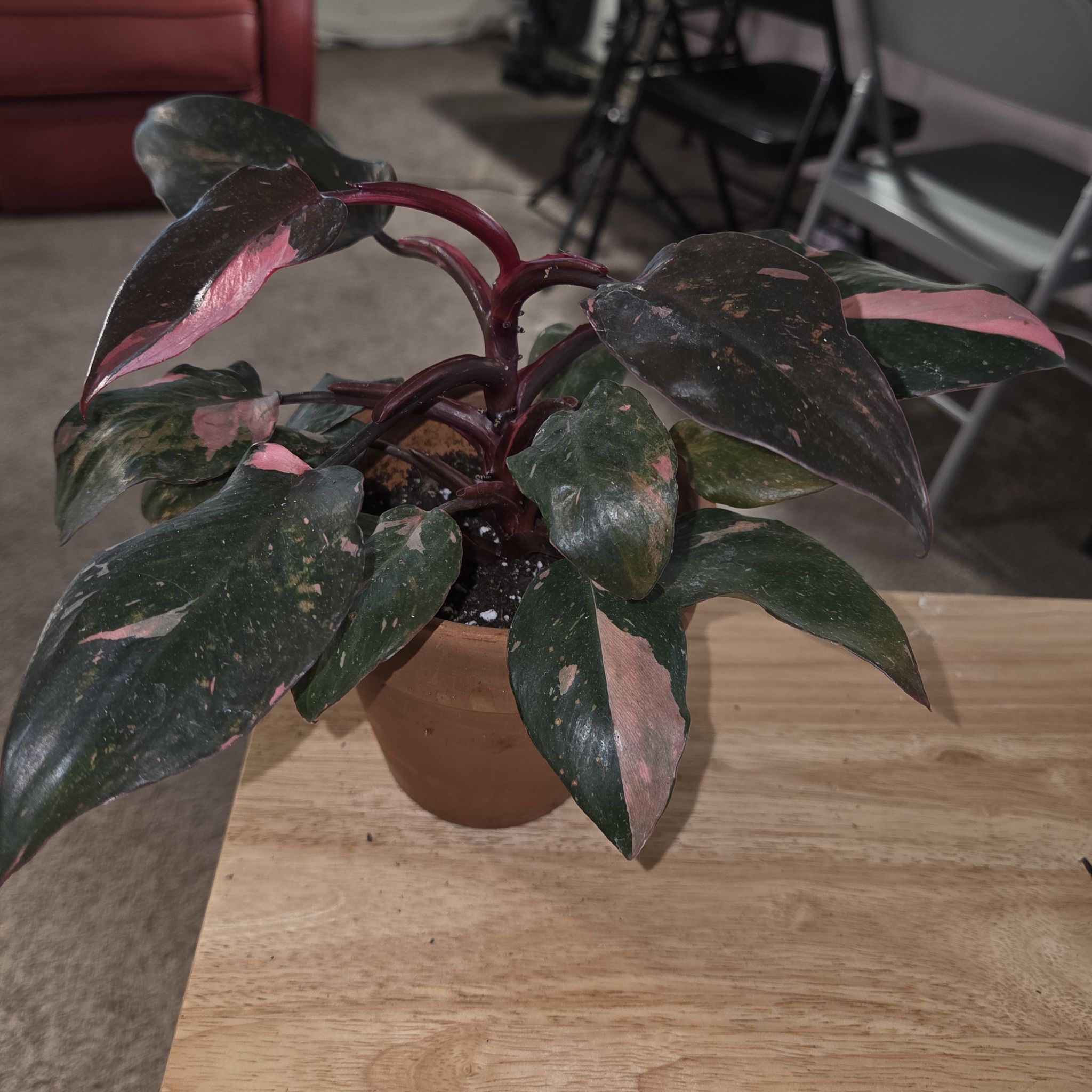 Photo of the plant species Philodendron 'Black Cherry' by @NikkiBplantmom named LA'CATRINA on Greg, the plant care app