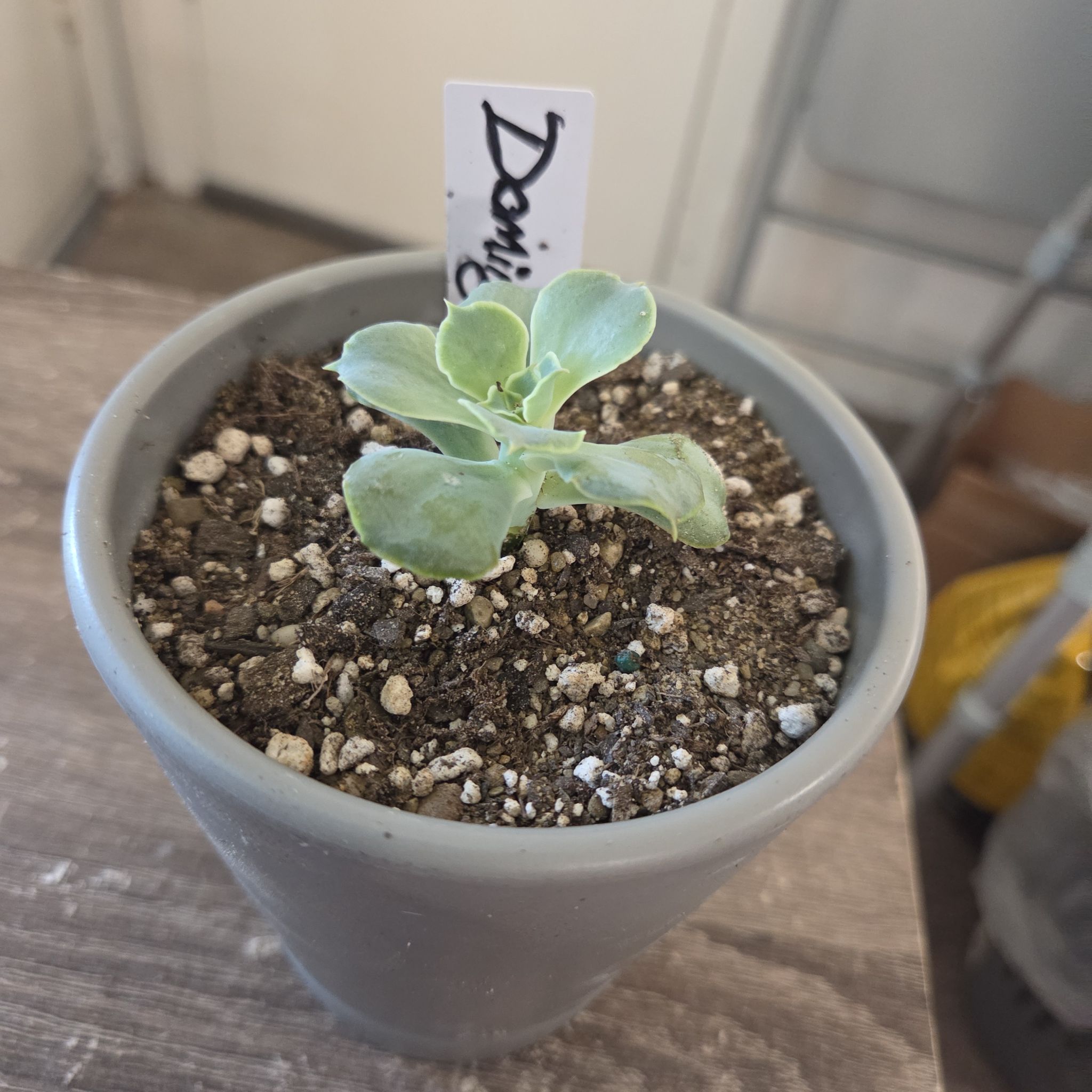 Photo of the plant species Echeveria 'Domingo' by @NikkiBplantmom named DOMINGO on Greg, the plant care app