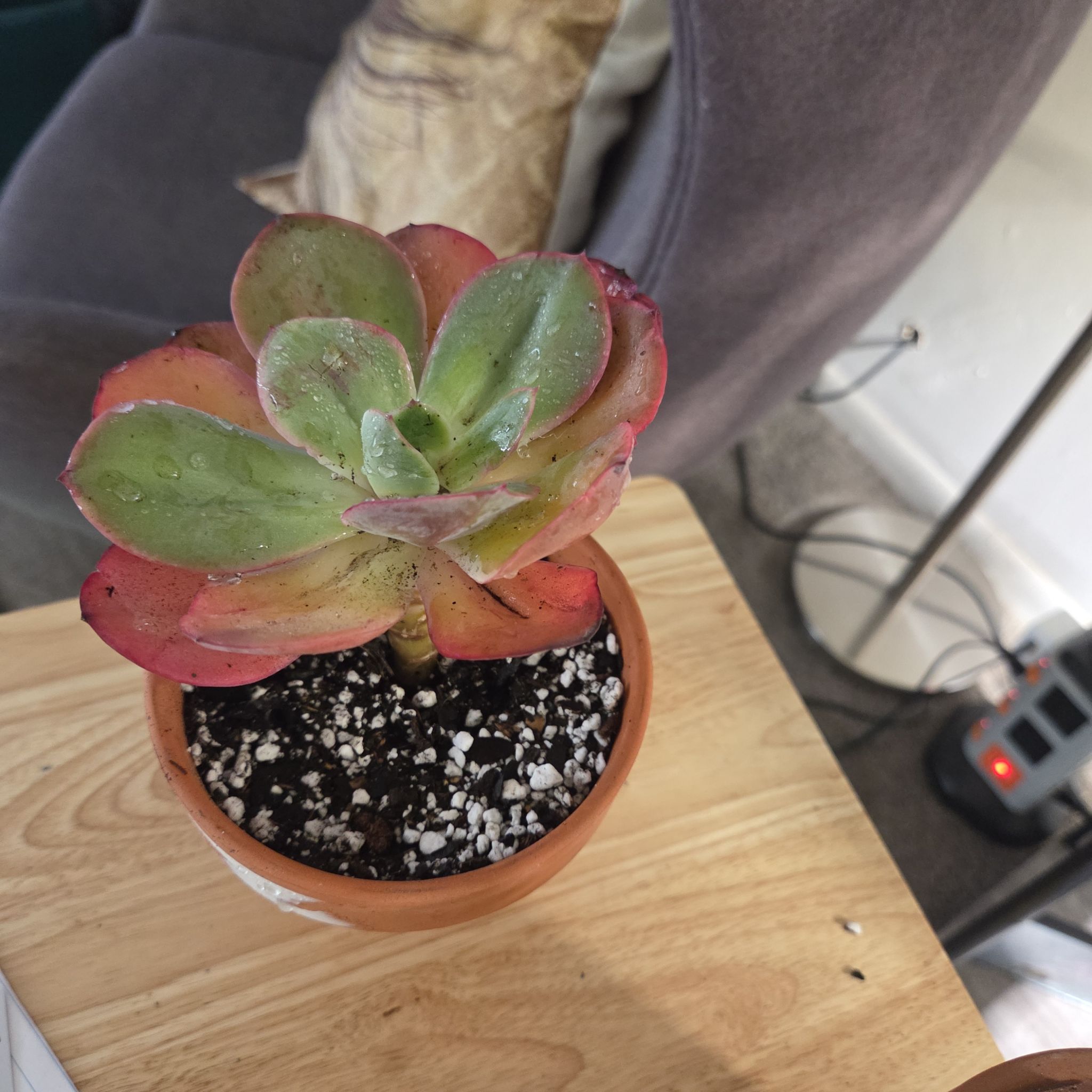 Photo of the plant species Green Pacific Echeveria by @NikkiBplantmom named ZURIAH on Greg, the plant care app