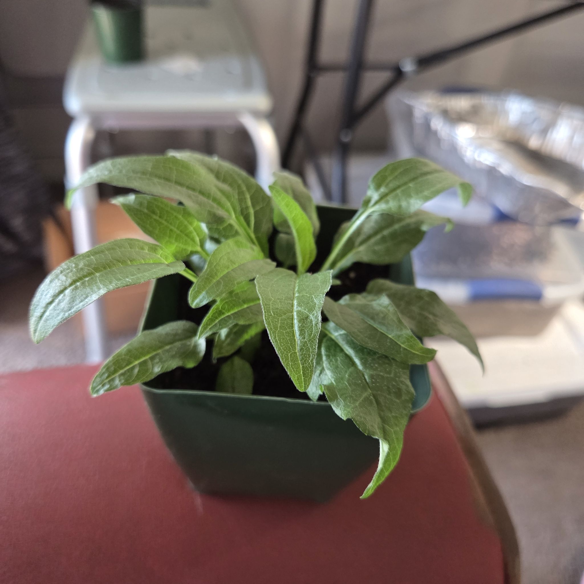 Photo of the plant species Echinacea 'Tomato Soup' by @NikkiBplantmom named CODY on Greg, the plant care app