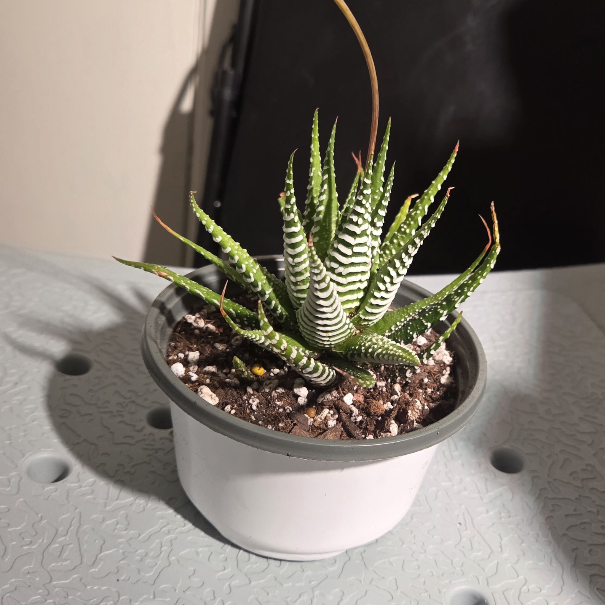Photo of the plant species Super Zebra Haworthia by @NikkiBplantmom named ZENDAYA on Greg, the plant care app