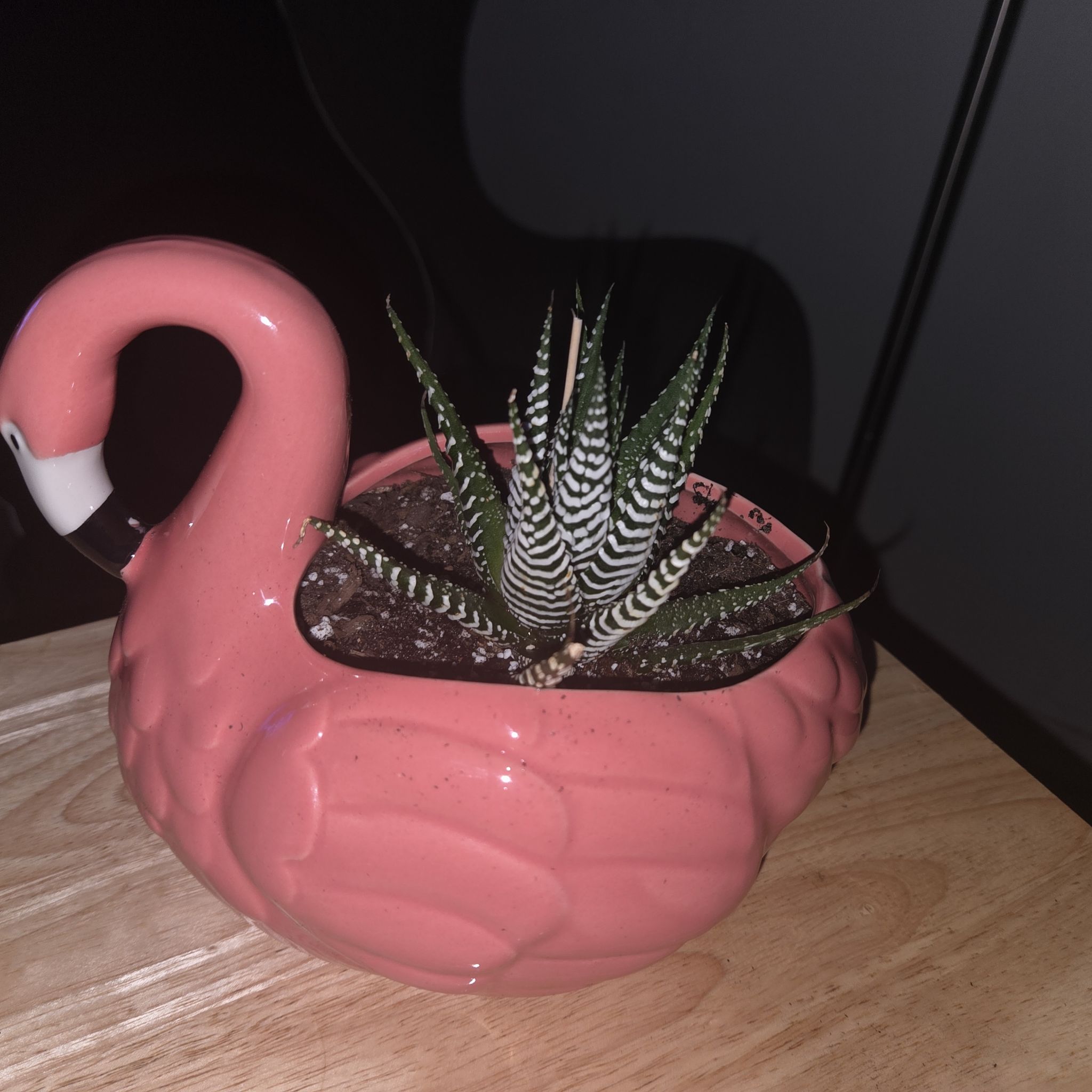 Photo of the plant species Super Zebra Haworthia by @NikkiBplantmom named ZENDAYA on Greg, the plant care app