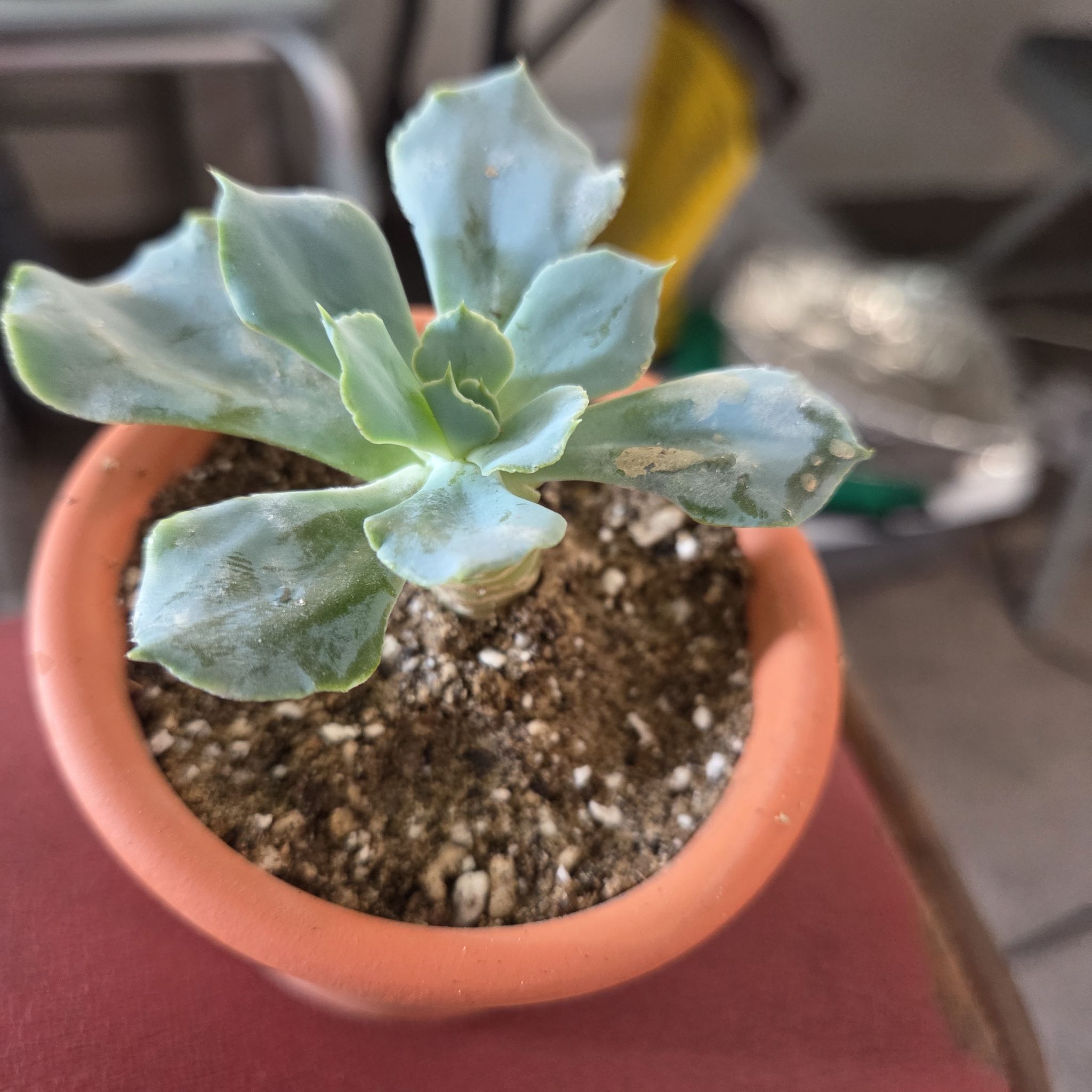 Photo of the plant species Echeveria 'Blue Frills' by @NikkiBplantmom named AZURE on Greg, the plant care app