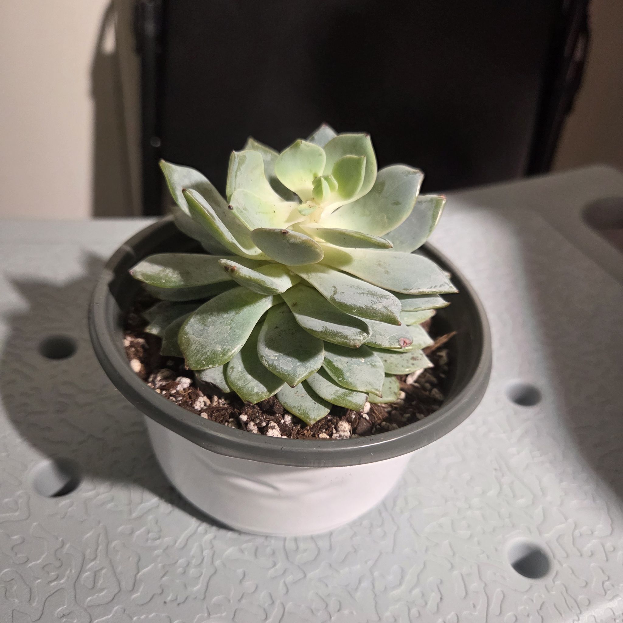 Photo of the plant species Peacock Echeveria by @NikkiBplantmom named PARADISE on Greg, the plant care app