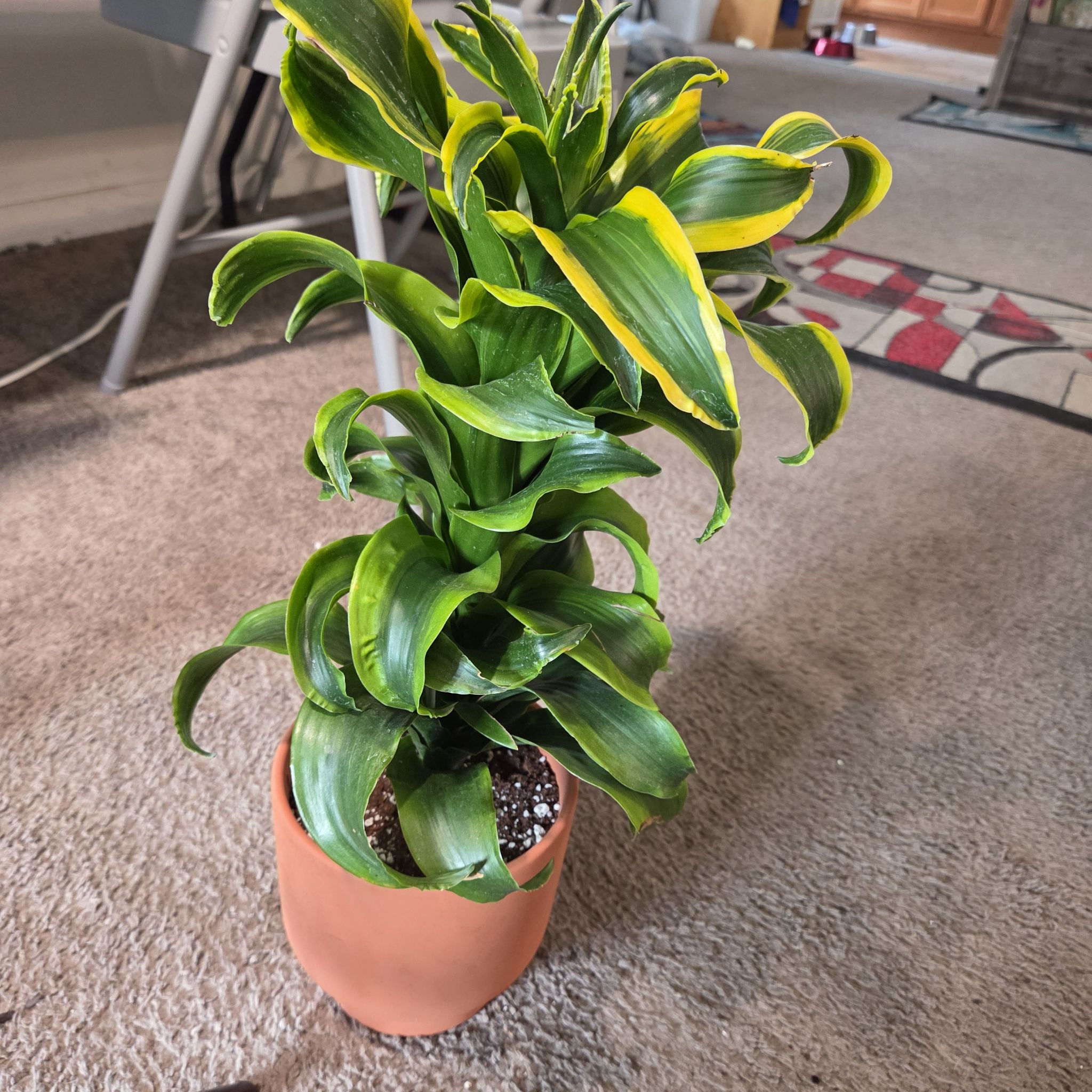 Photo of the plant species Dracaena Tornado Twisted by @NikkiBplantmom named FALCOR on Greg, the plant care app