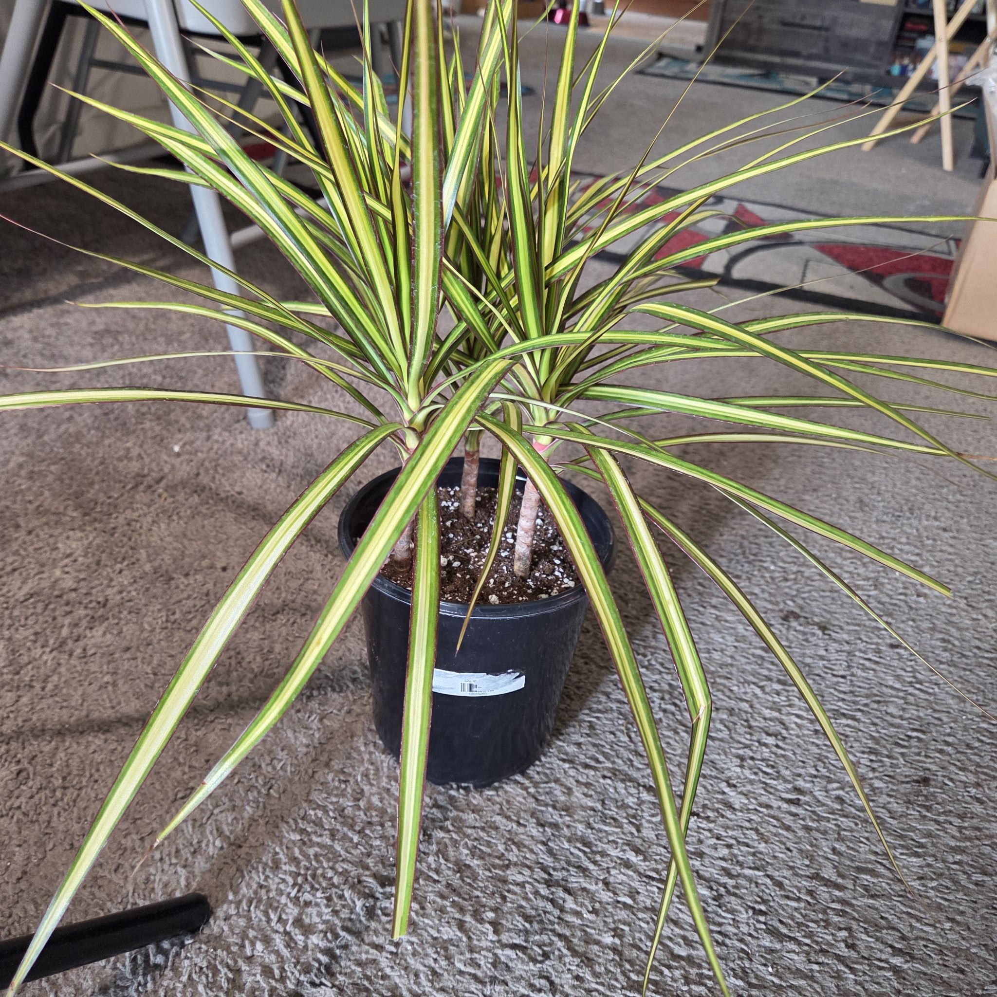 Photo of the plant species Dracaena 'Kiwi' by @NikkiBplantmom named KAILANI on Greg, the plant care app