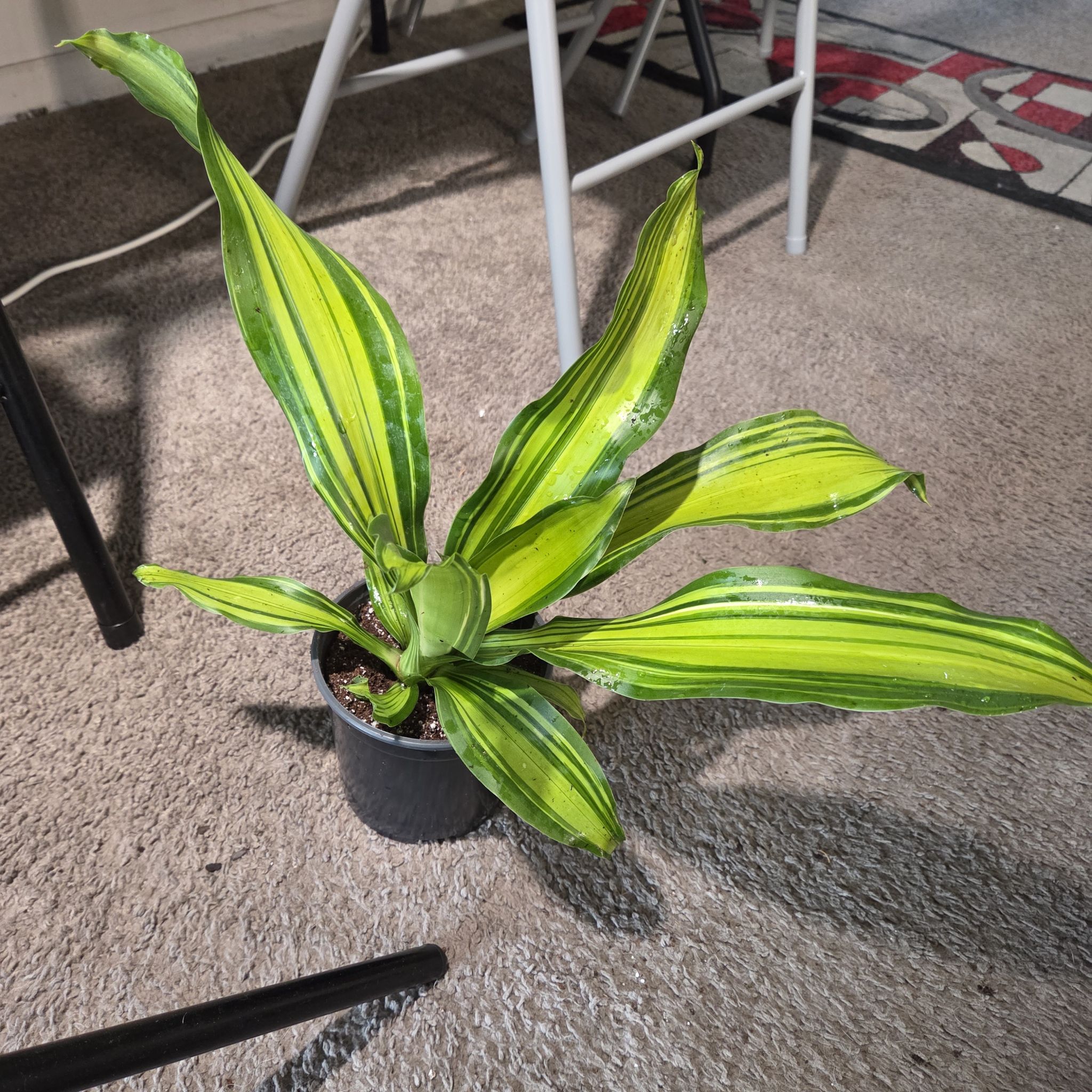 Photo of the plant species Draceana Marley by @NikkiBplantmom named MAXIMUS on Greg, the plant care app
