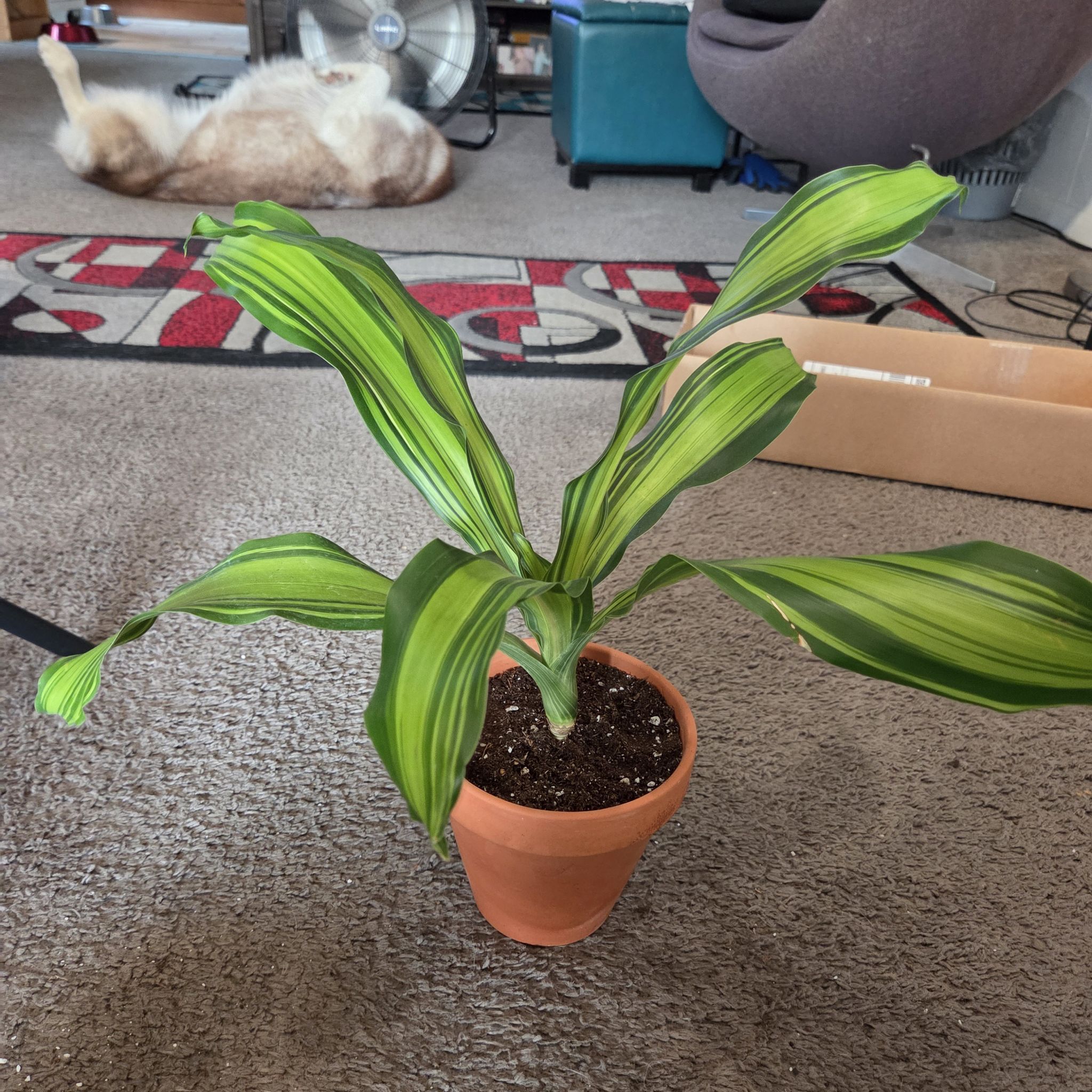 Photo of the plant species Draceana Marley by @NikkiBplantmom named MARLEY on Greg, the plant care app