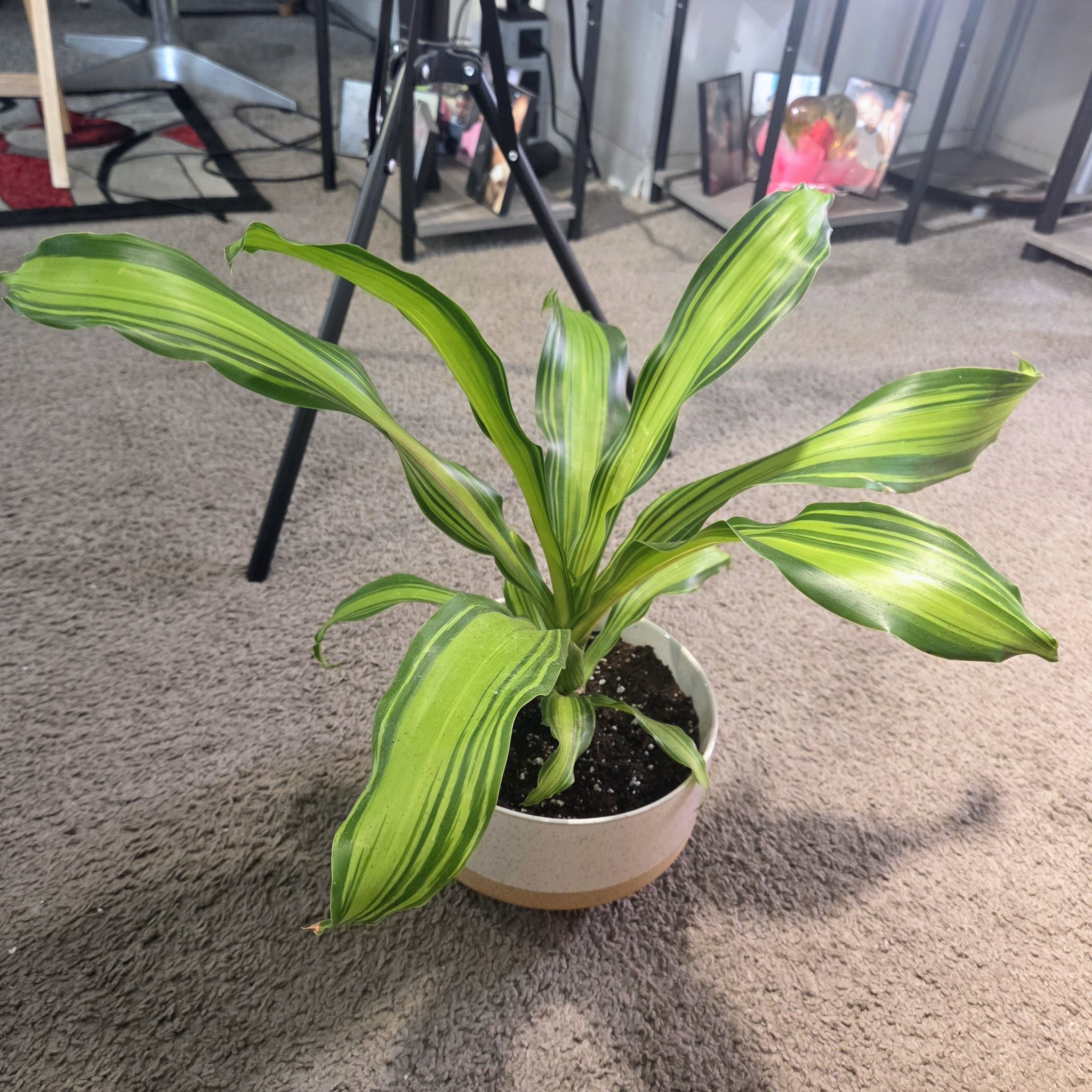Photo of the plant species Draceana Marley by @NikkiBplantmom named MARLEY on Greg, the plant care app