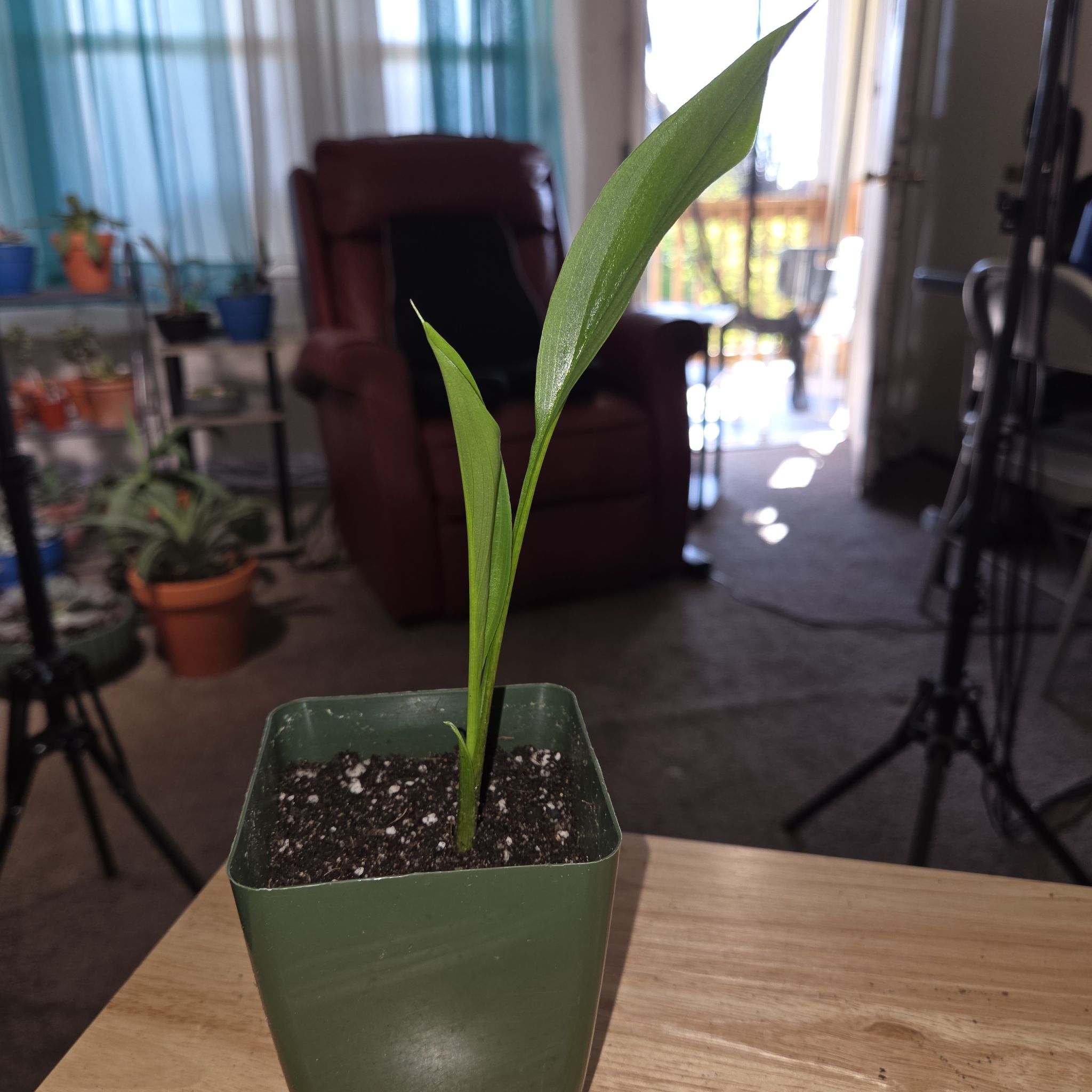 Photo of the plant species Calla Lily 'Mixed' by @NikkiBplantmom named LILY TOMLIN on Greg, the plant care app