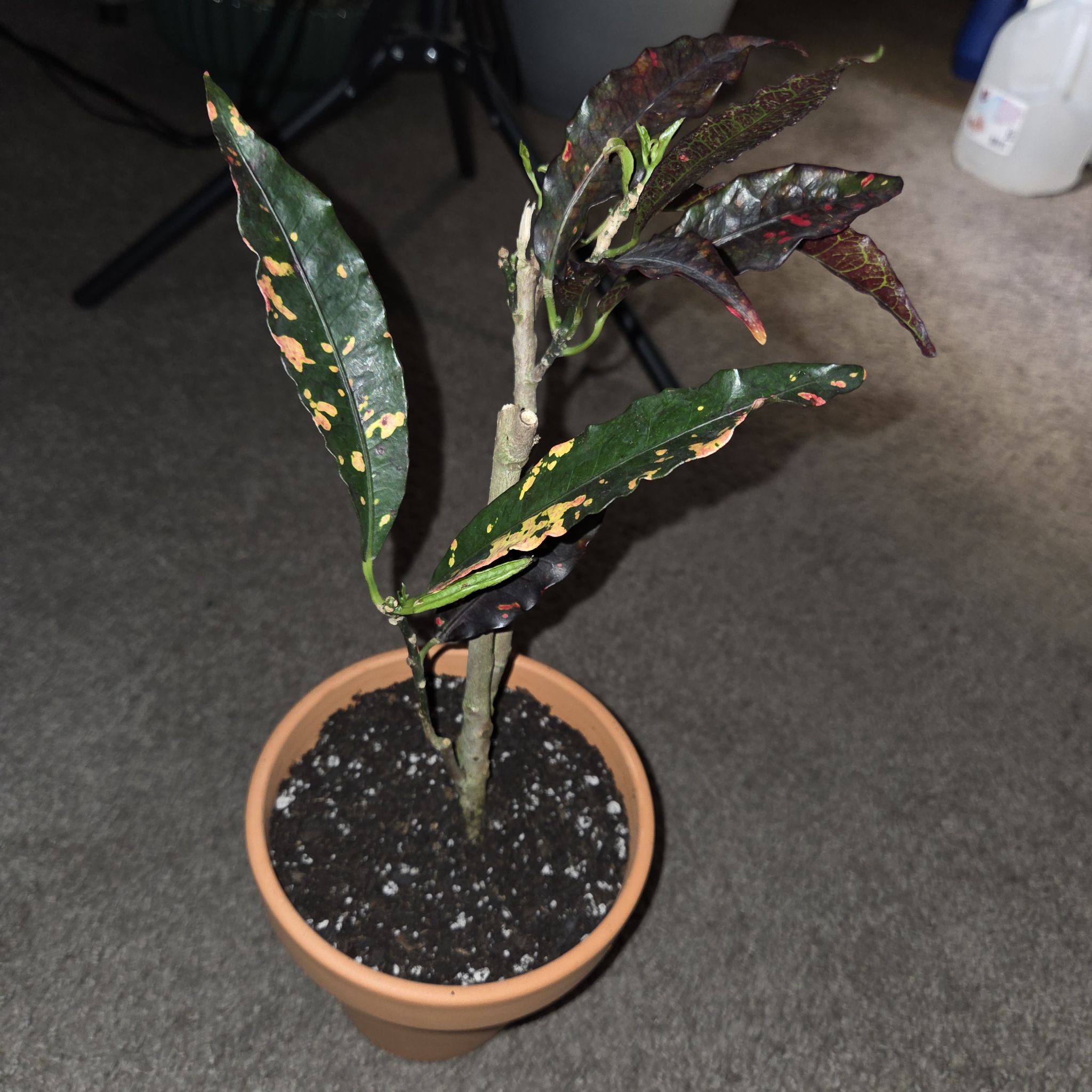 Photo of the plant species Codiaeum 'Pie Crust' by @NikkiBplantmom named O'REN ISHII on Greg, the plant care app