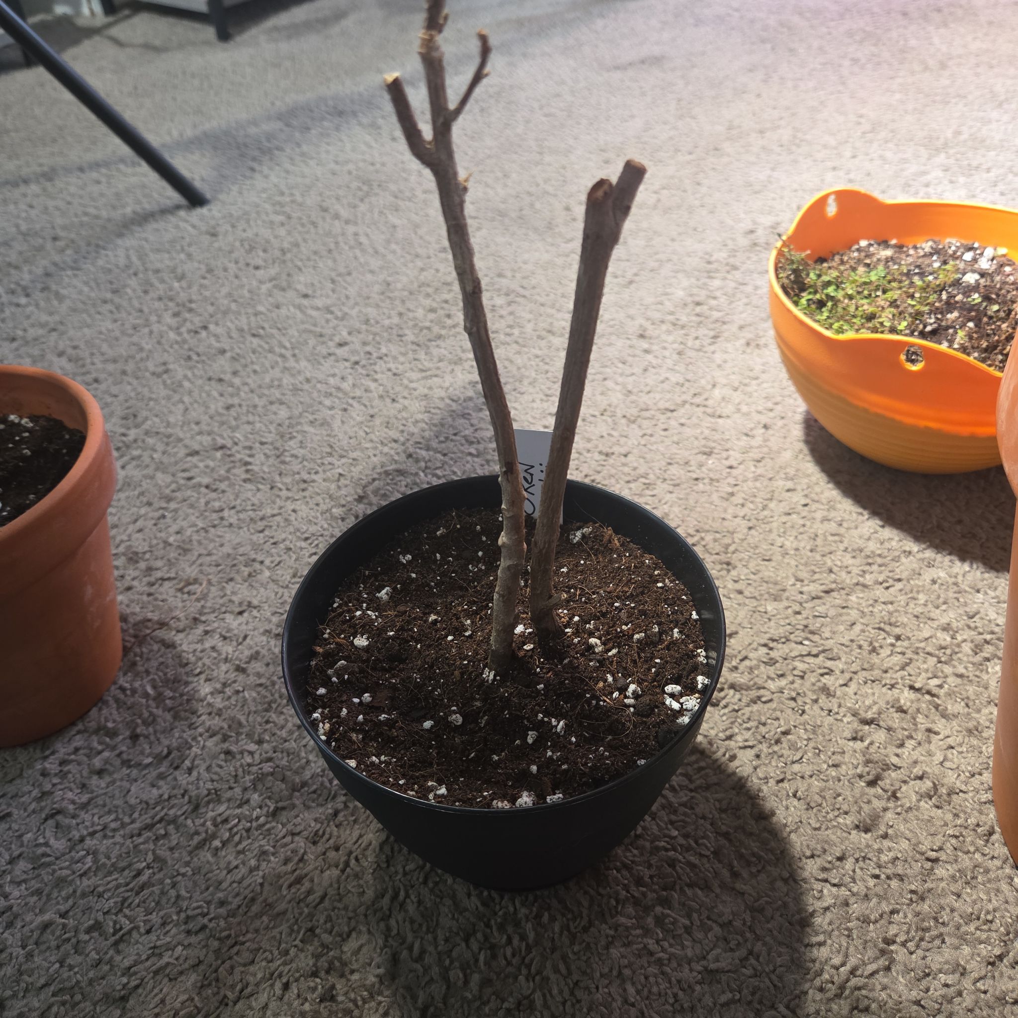 Photo of the plant species Codiaeum 'Pie Crust' by @NikkiBplantmom named O'REN ISHII on Greg, the plant care app