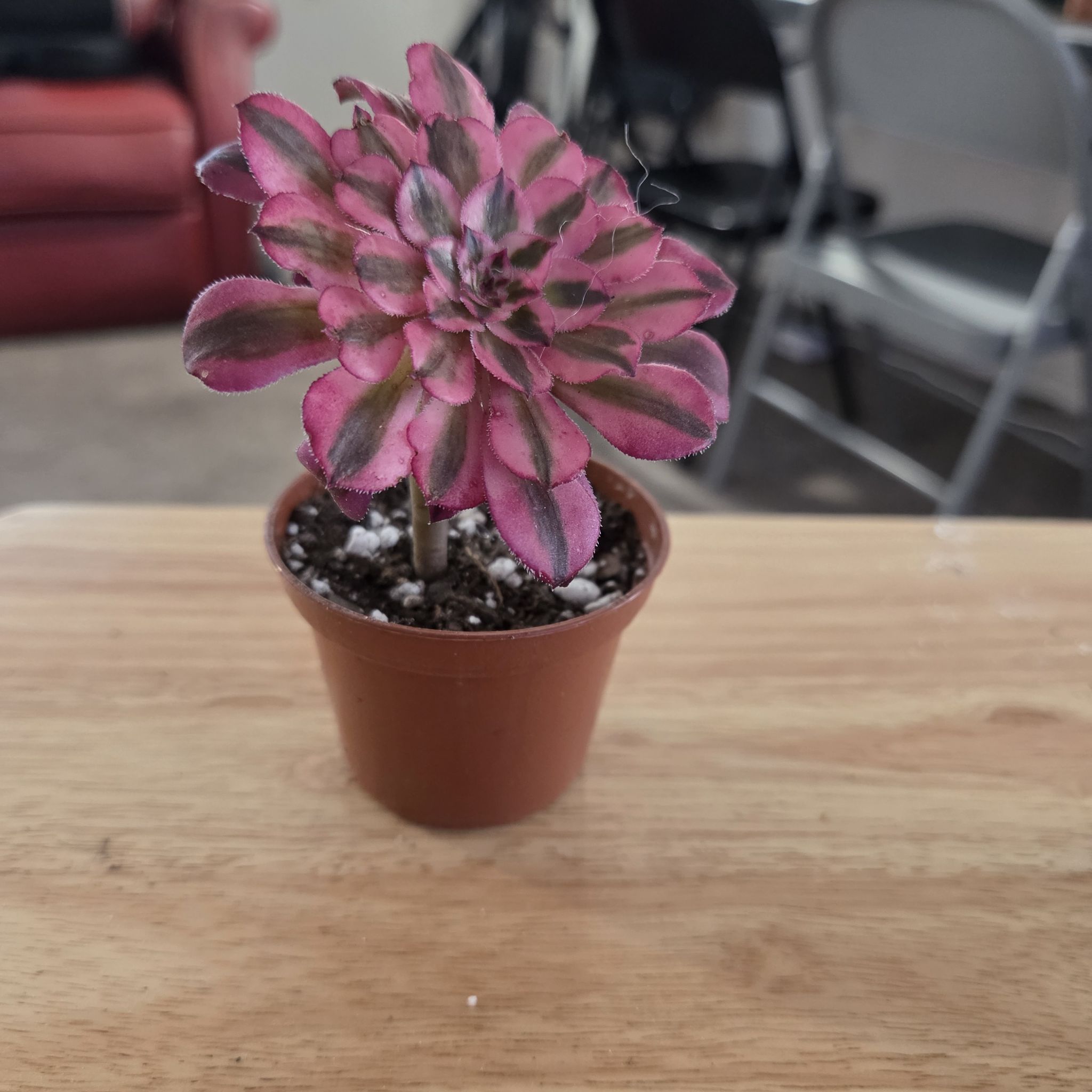 Photo of the plant species Garnet by @NikkiBplantmom named PATRA on Greg, the plant care app