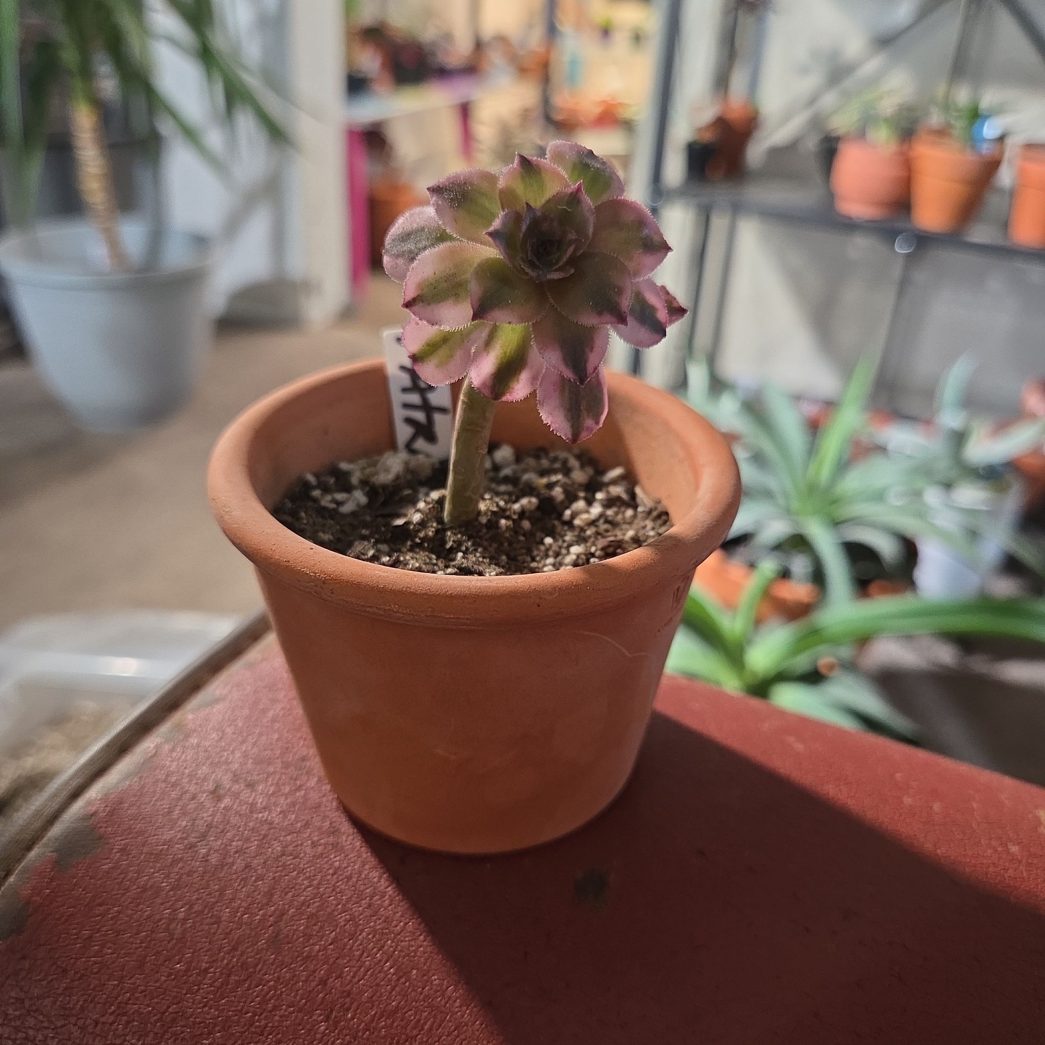 Photo of the plant species Garnet by @NikkiBplantmom named PATRA on Greg, the plant care app