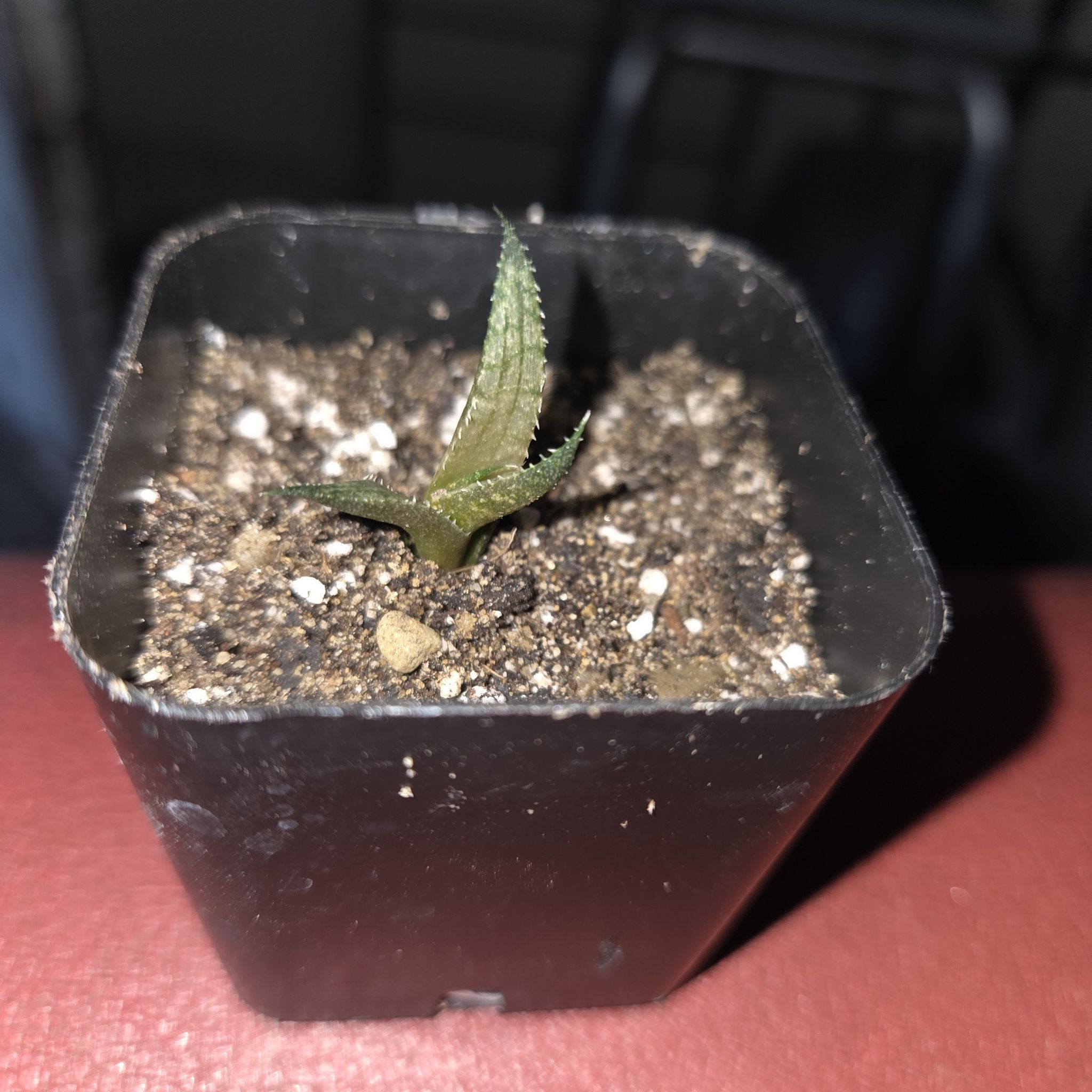 Photo of the plant species Haworthia tesselata by @NikkiBplantmom named ZELMA #2 on Greg, the plant care app
