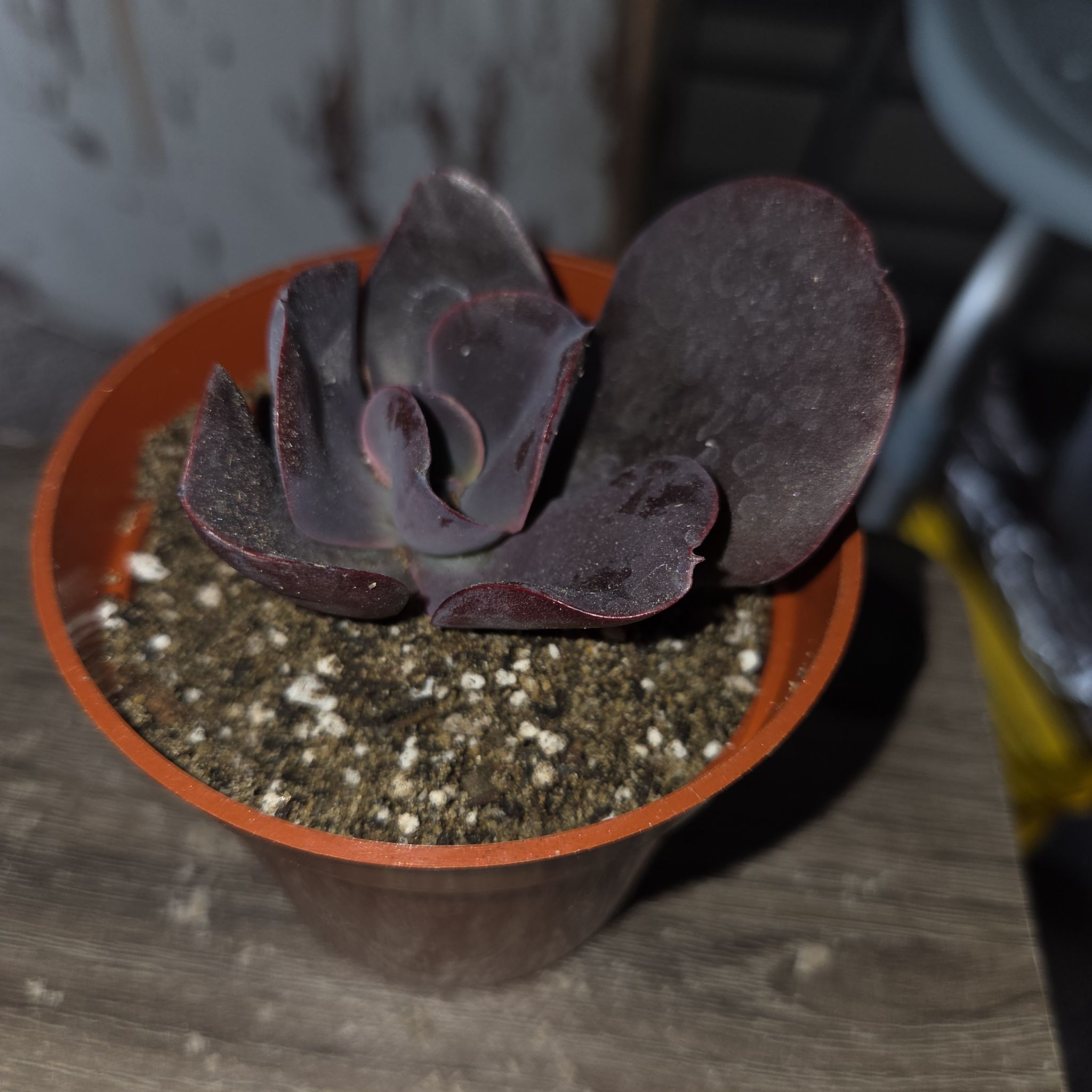 Photo of the plant species Echeveria 'Mahogany Rose' by @NikkiBplantmom named NORMANI on Greg, the plant care app