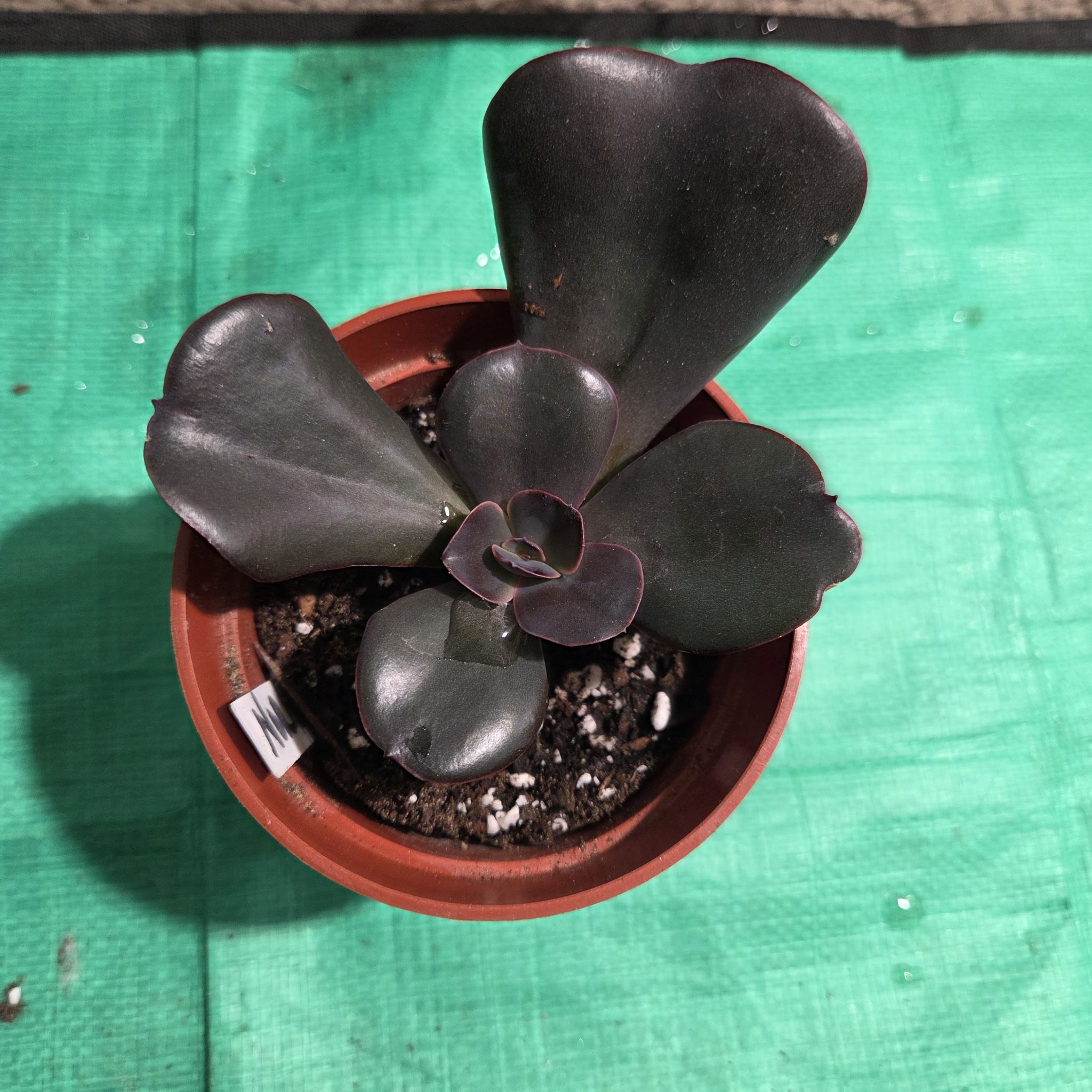 Photo of the plant species Echeveria 'Mahogany Rose' by @NikkiBplantmom named NORMANI on Greg, the plant care app