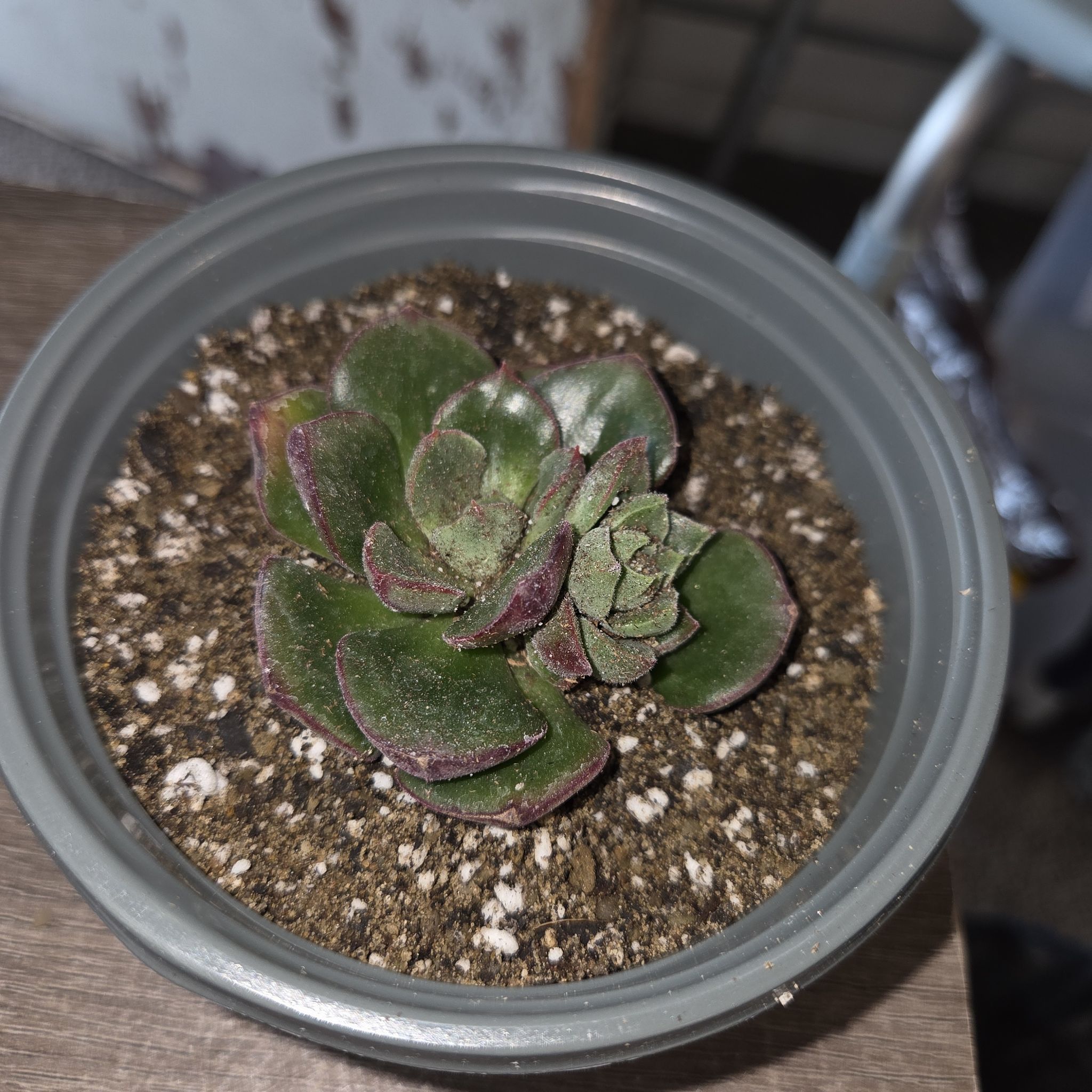 Photo of the plant species Echeveria 'Derosa Worfield Wonder' by @NikkiBplantmom named ZIVA on Greg, the plant care app