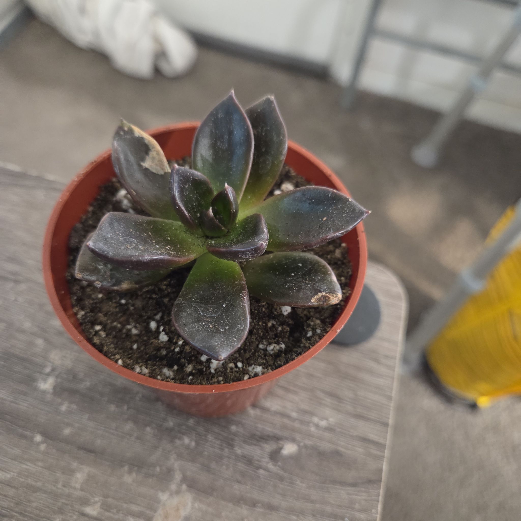 Photo of the plant species Black Prince by @NikkiBplantmom named NIMKII on Greg, the plant care app