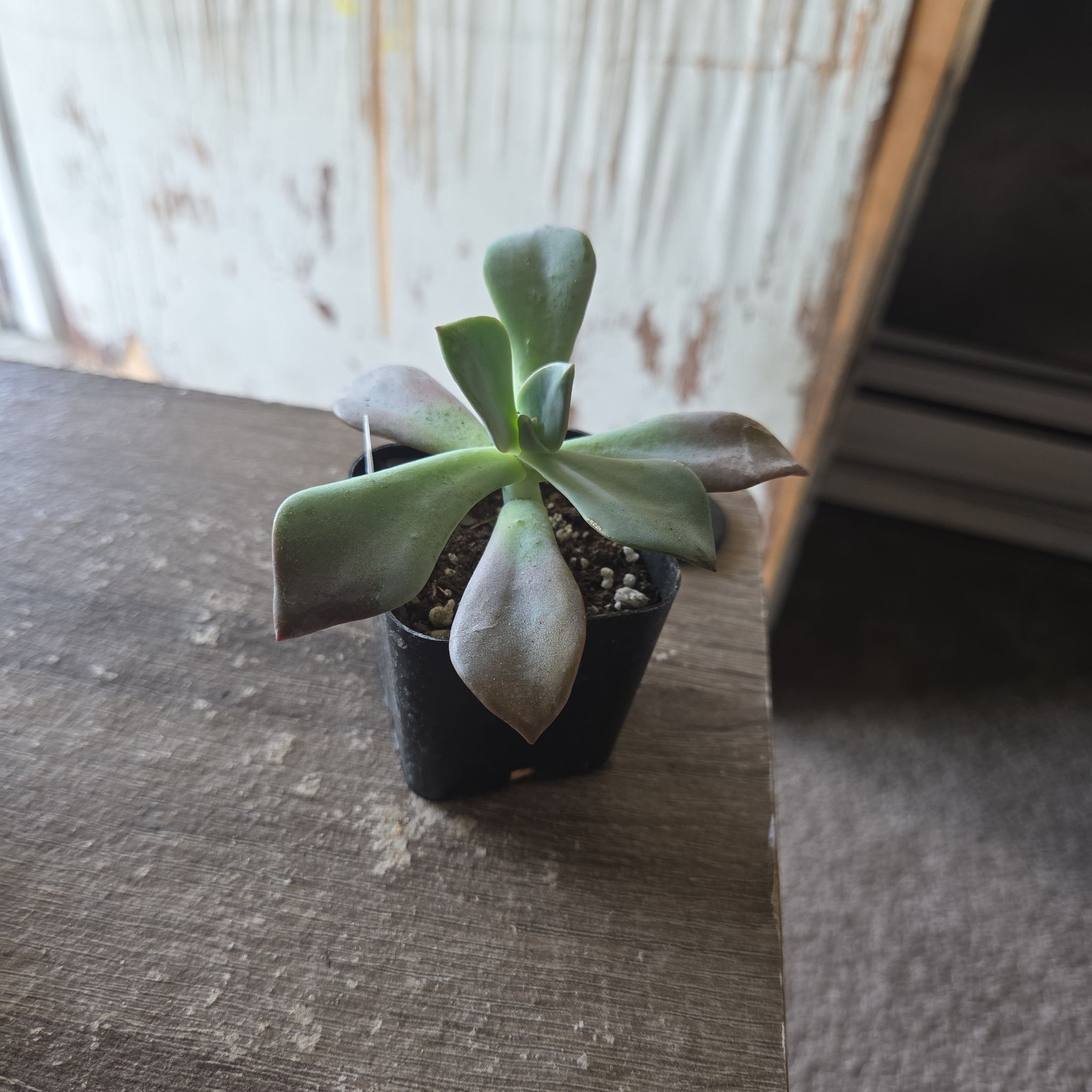 Photo of the plant species Echeveria Debbie by @NikkiBplantmom named TEHYA on Greg, the plant care app