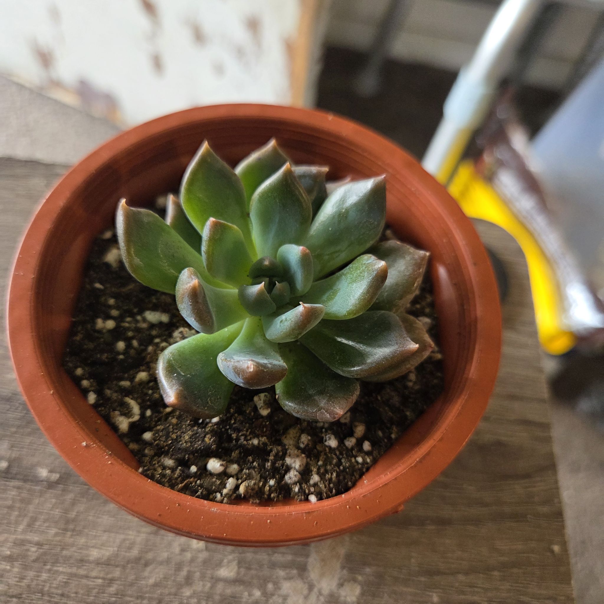 Photo of the plant species Blue Echeveria by @NikkiBplantmom named RAYNA on Greg, the plant care app