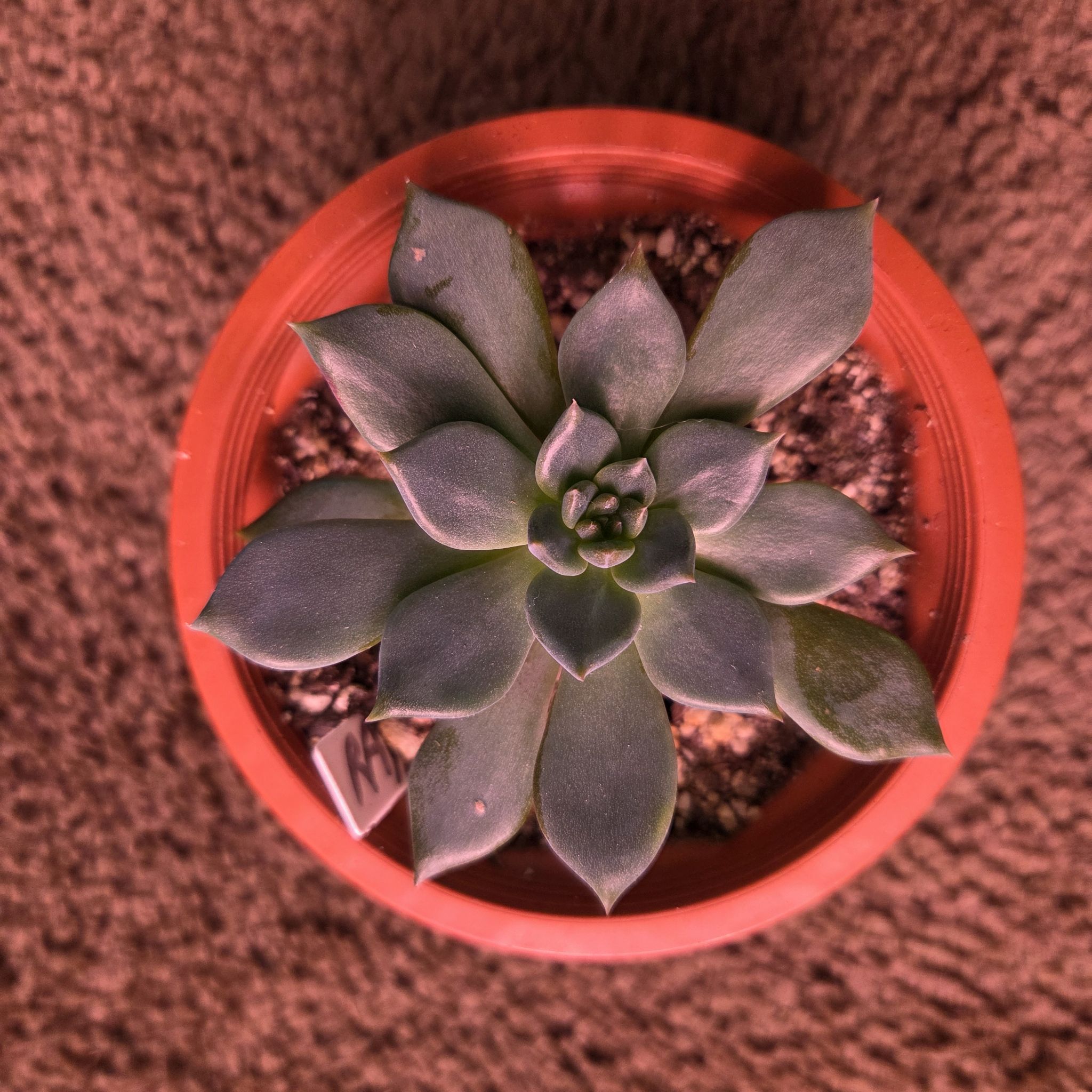 Photo of the plant species Blue Echeveria by @NikkiBplantmom named RAYNA on Greg, the plant care app
