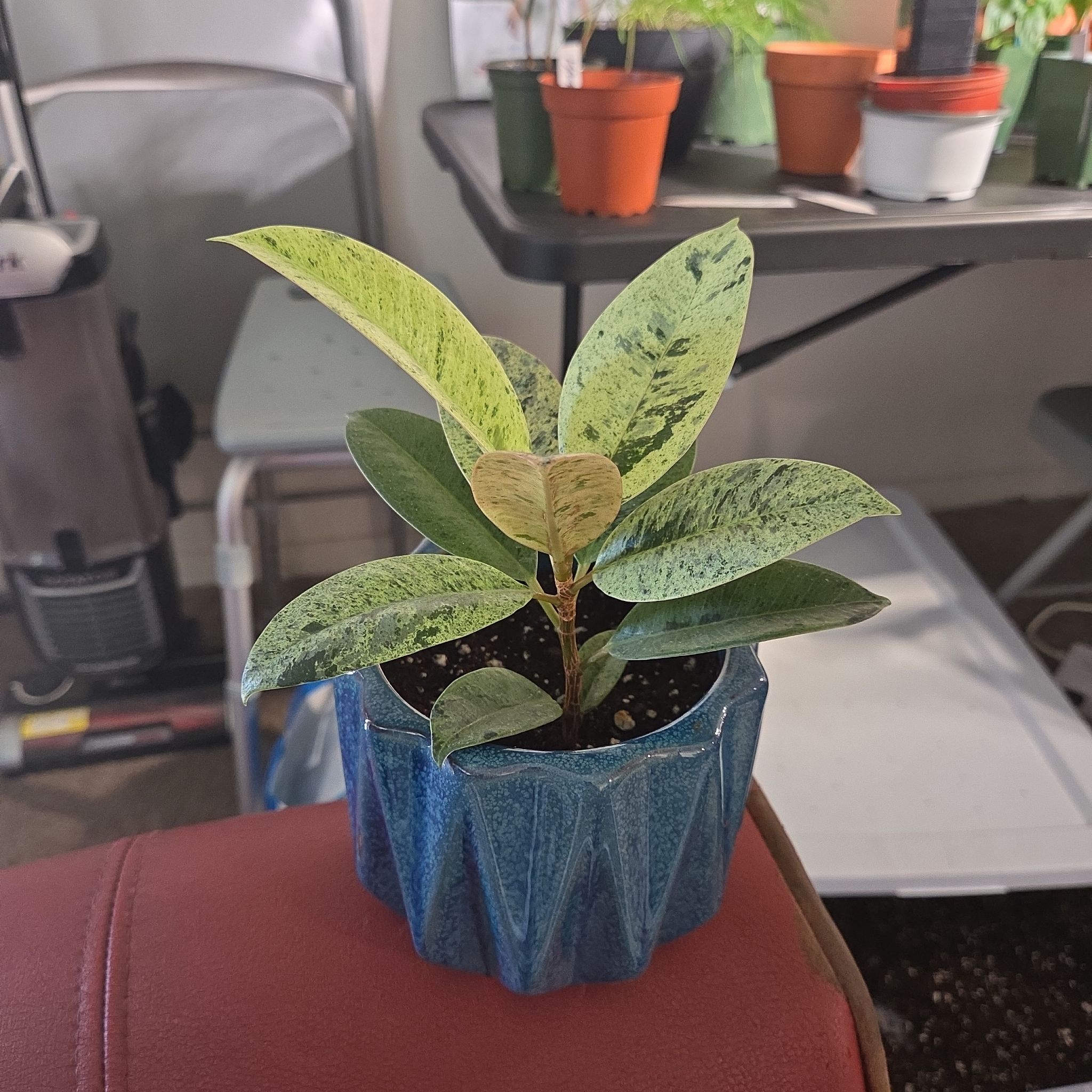 Photo of the plant species shivereana moonshine by @NikkiBplantmom named BROOKLYN on Greg, the plant care app