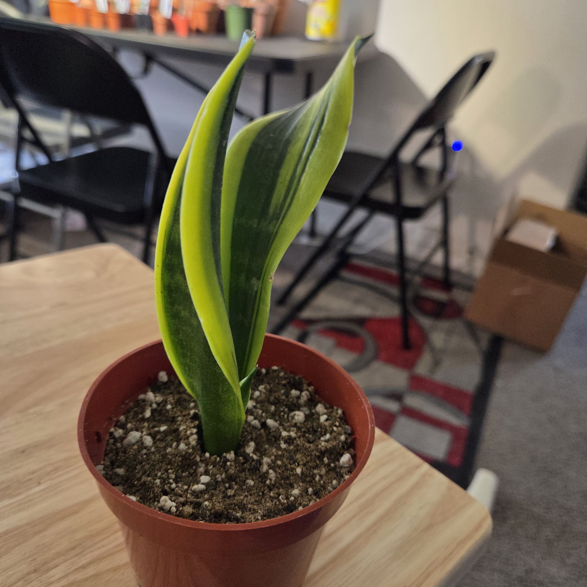 Photo of the plant species Golden Flame Snake Plant by @NikkiBplantmom named JOHN WICK on Greg, the plant care app