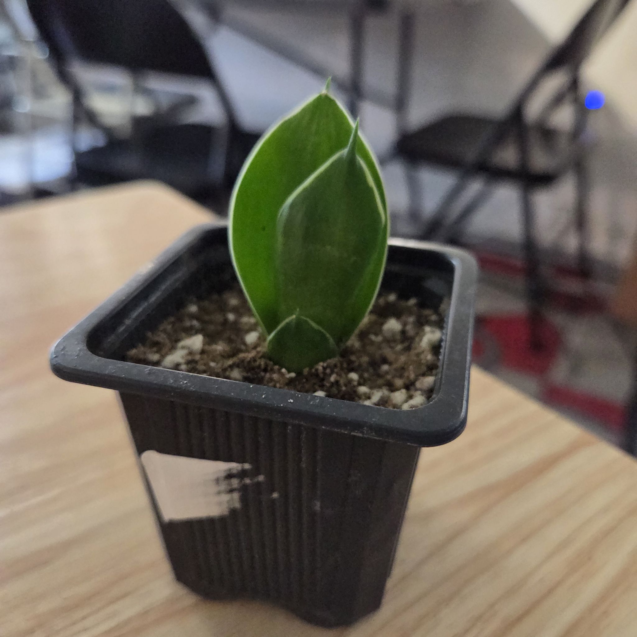 Photo of the plant species Black Star Snake Plant by @NikkiBplantmom named VIOLA on Greg, the plant care app