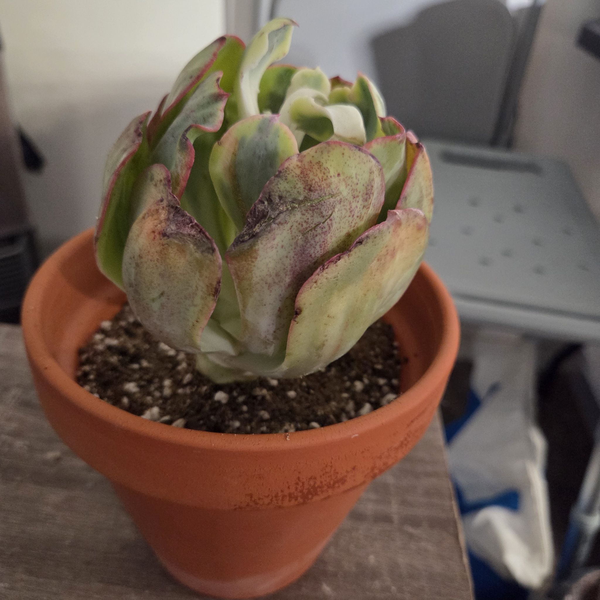 Photo of the plant species Sunset Peony Echeveria by @NikkiBplantmom named SADE on Greg, the plant care app