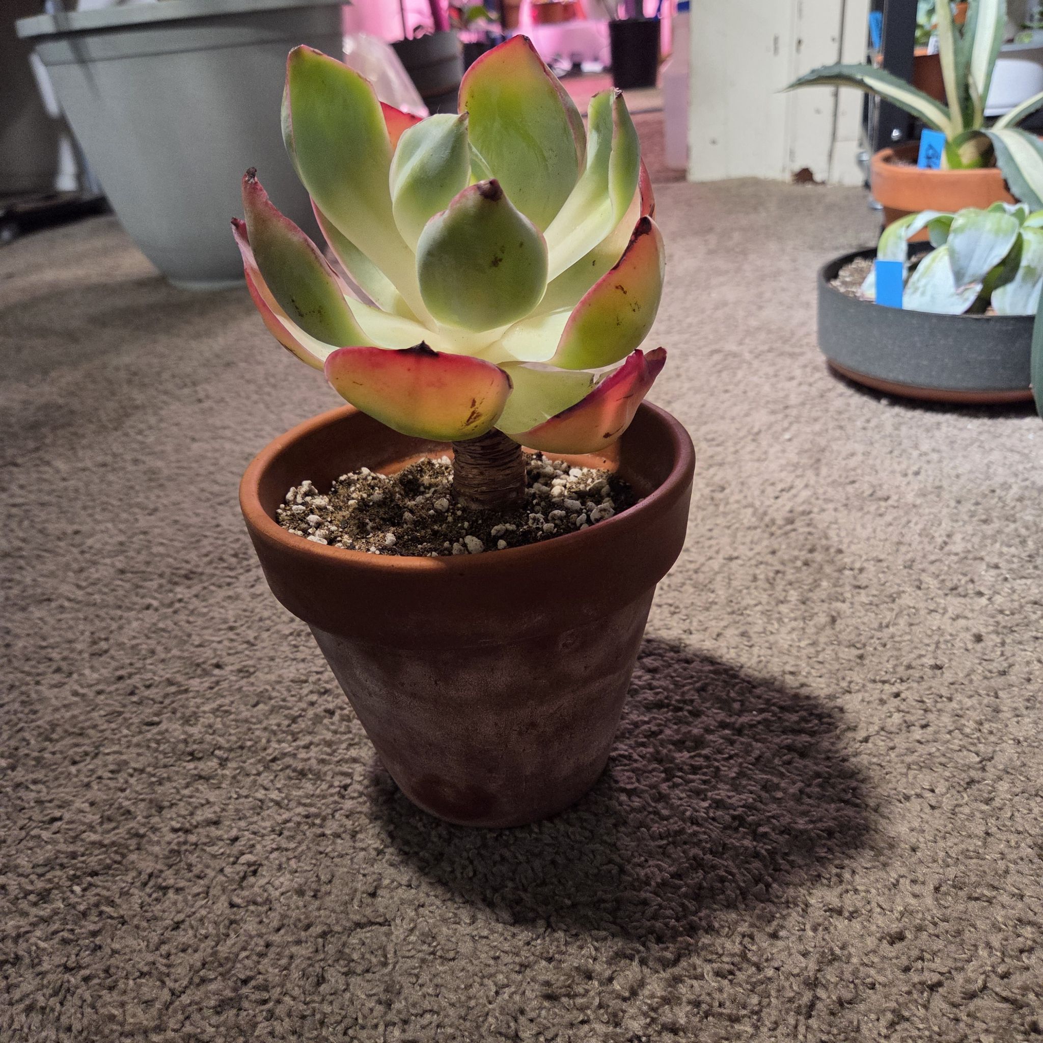 Photo of the plant species Kennedy Echeveria by @NikkiBplantmom named KENNEDY on Greg, the plant care app
