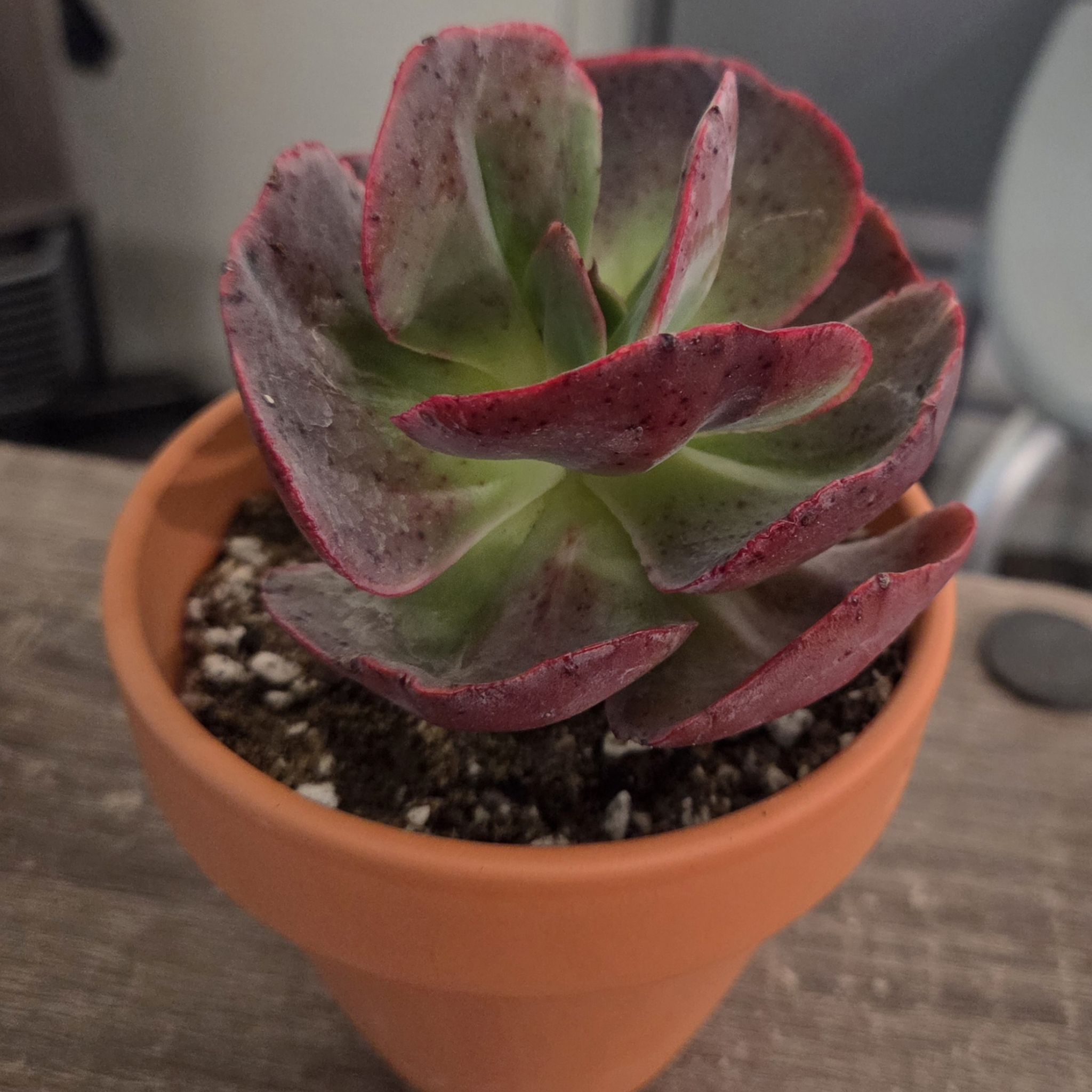 Photo of the plant species Big Suyon Echeveria by @NikkiBplantmom named SEQUOIA on Greg, the plant care app