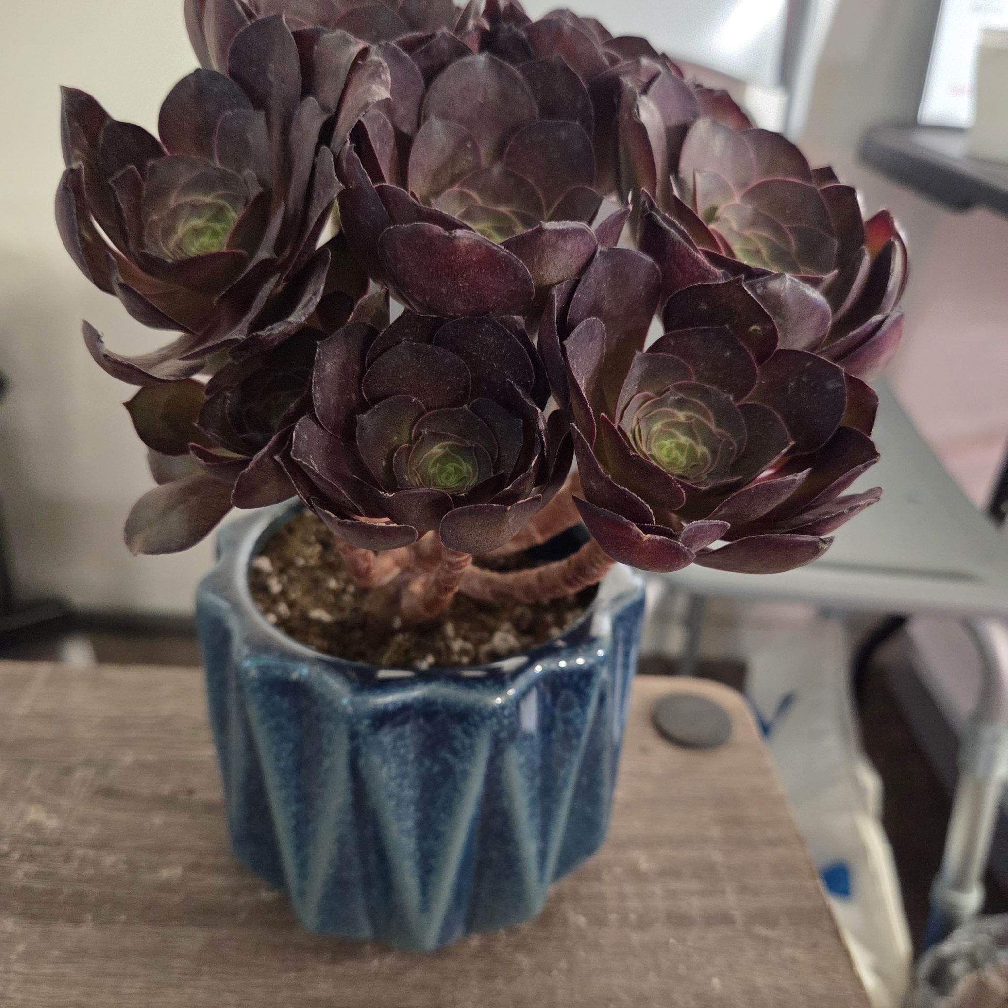 Photo of the plant species Black Gold Rose Aeonium by @NikkiBplantmom named OSIRIS on Greg, the plant care app