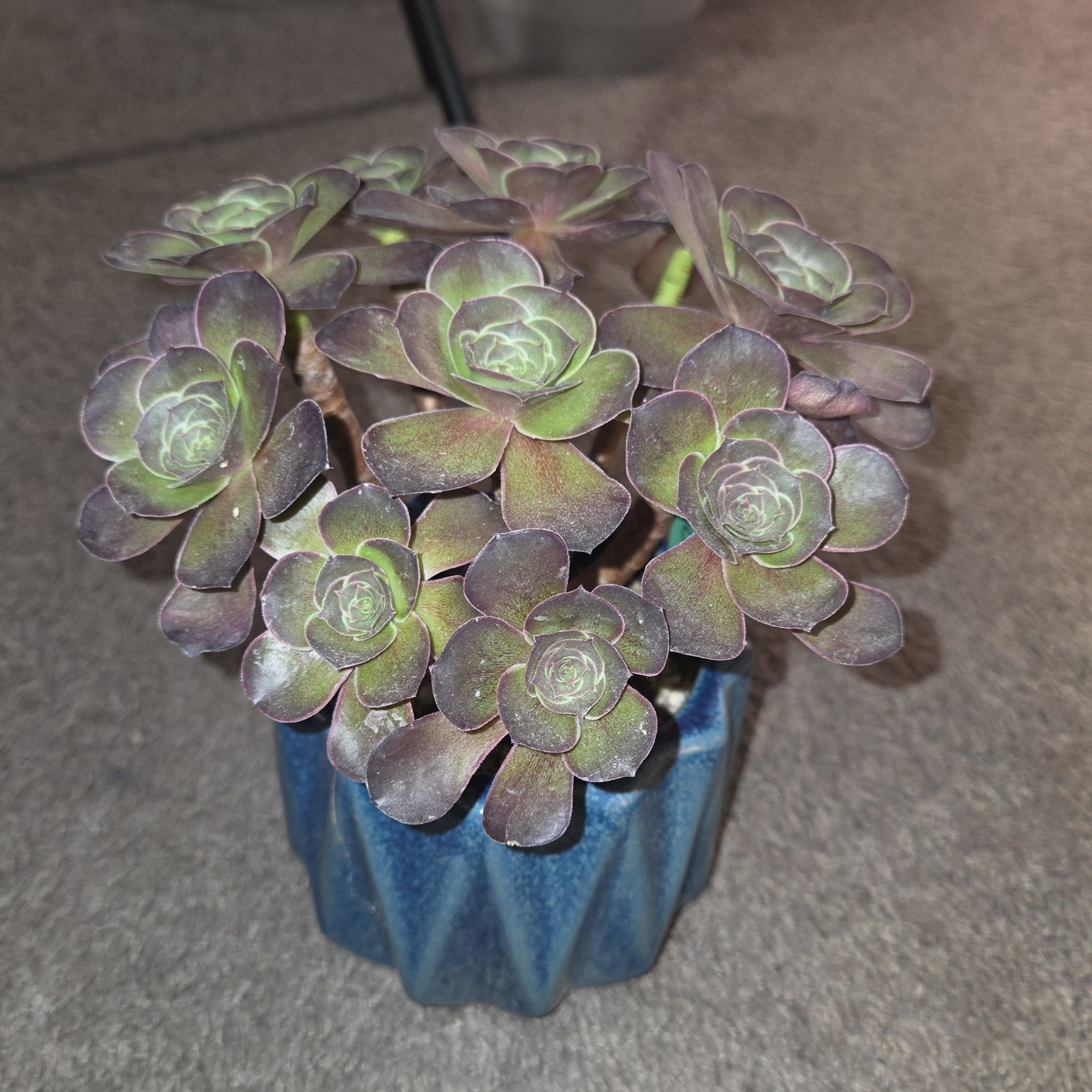 Photo of the plant species Black Gold Rose Aeonium by @NikkiBplantmom named OSIRIS on Greg, the plant care app