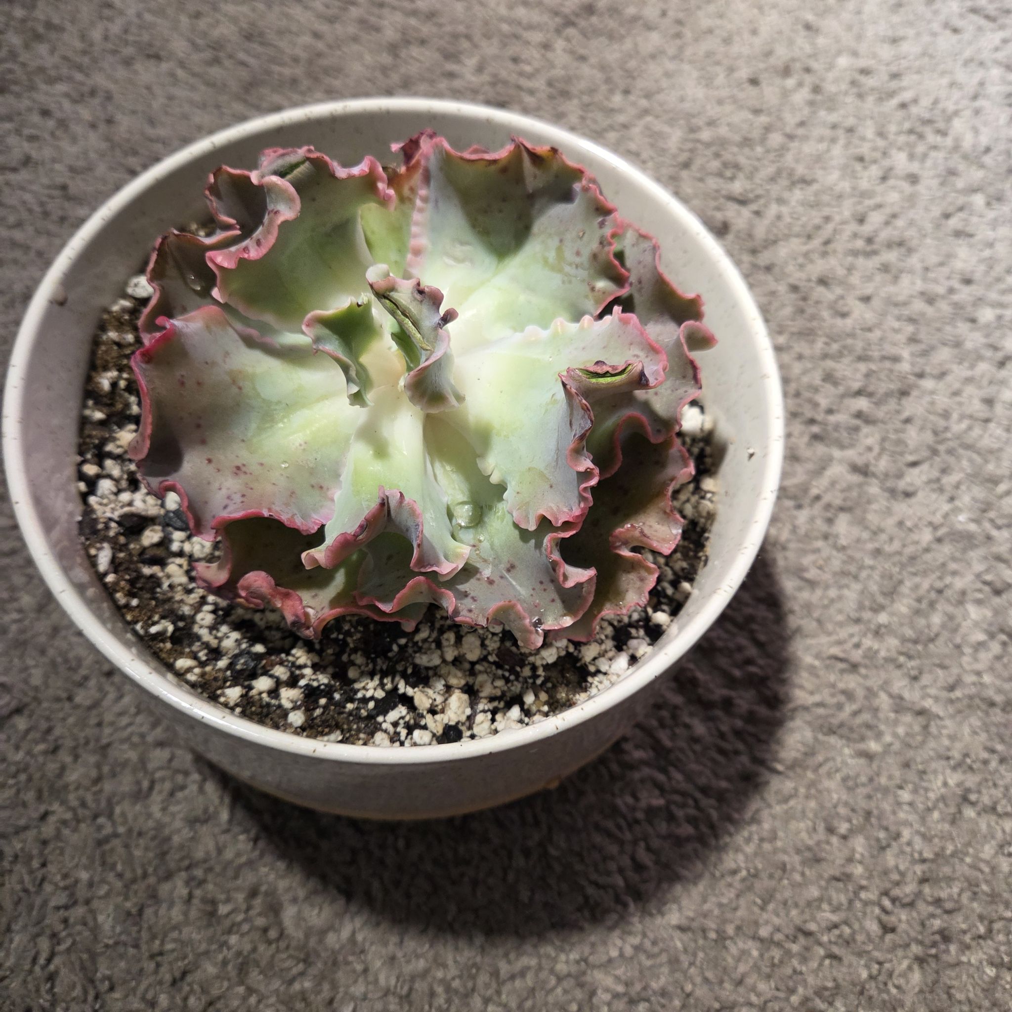 Photo of the plant species Echeveria 'Takasago No Okina' by @NikkiBplantmom named MIZUKI on Greg, the plant care app