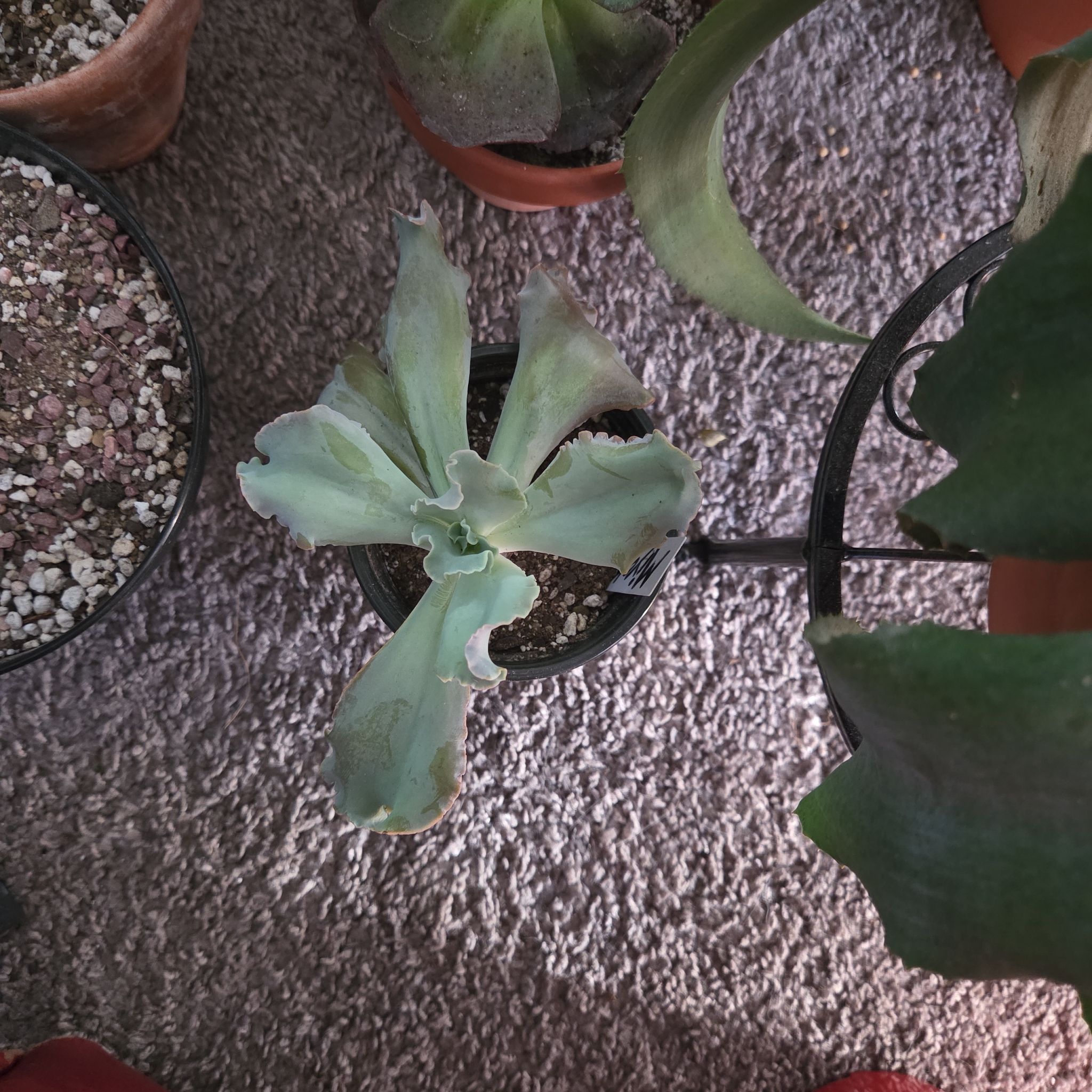 Photo of the plant species Echeveria 'Takasago No Okina' by @NikkiBplantmom named MIYOKI on Greg, the plant care app