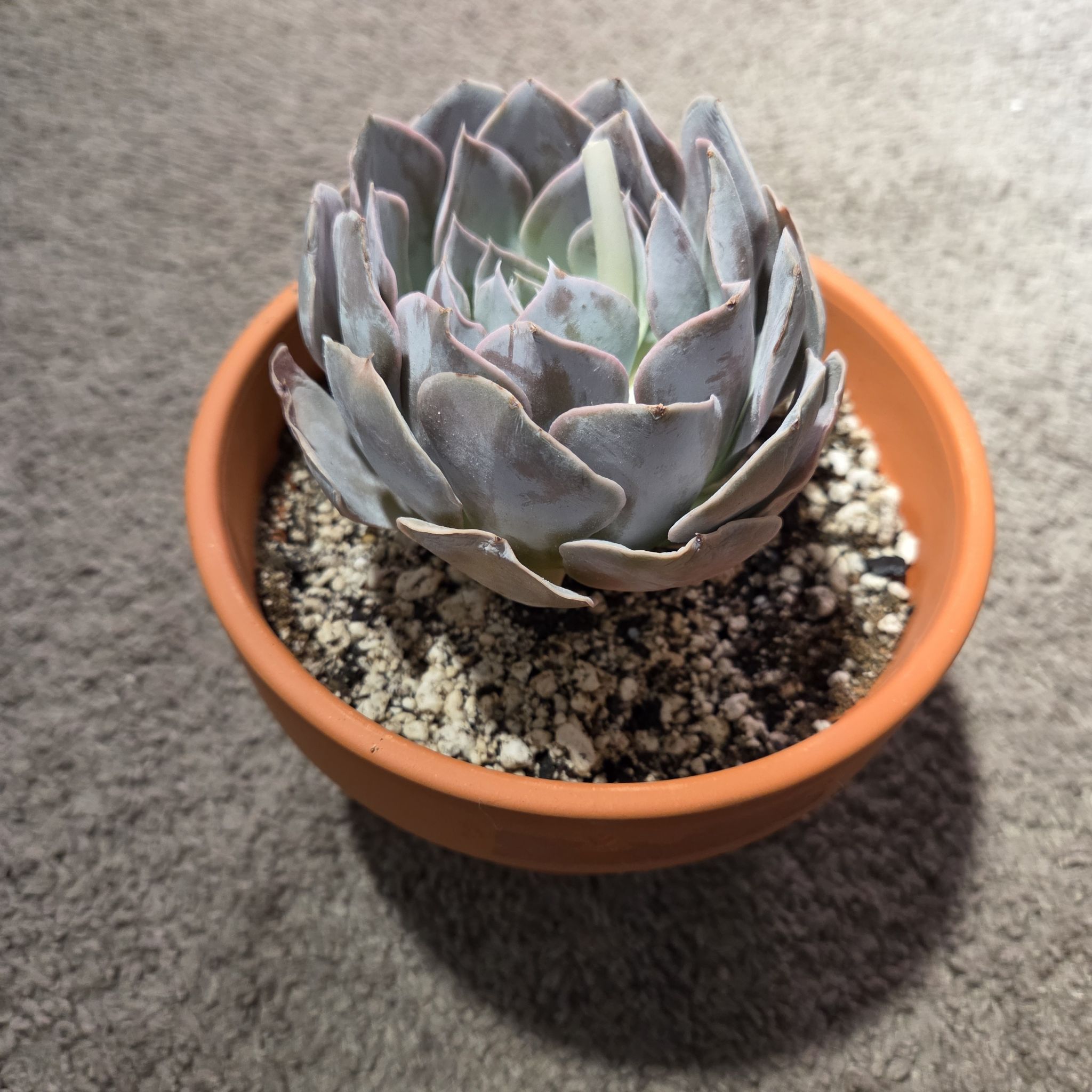 Photo of the plant species San Carlos Echeveria by @NikkiBplantmom named OPHELIA on Greg, the plant care app
