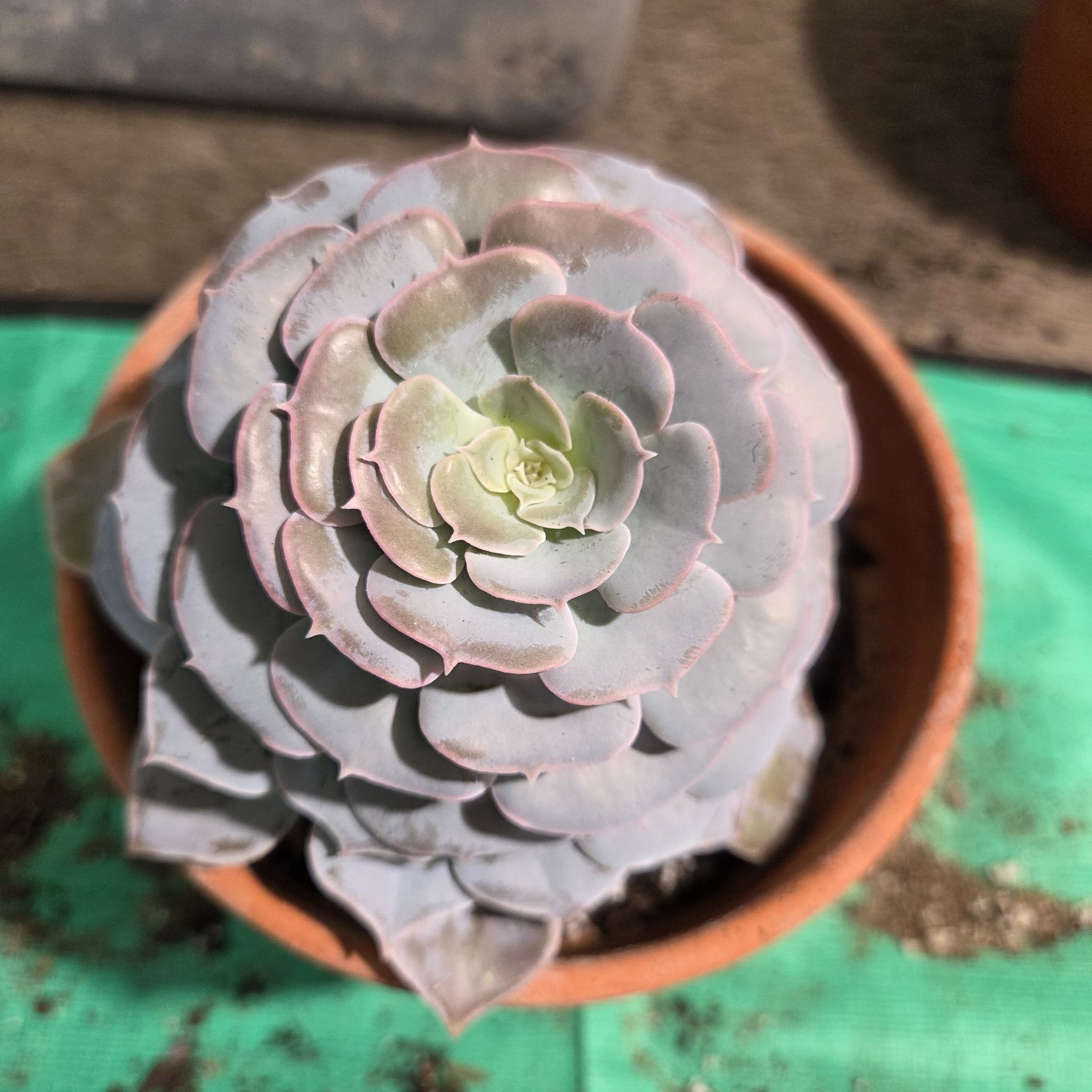 Photo of the plant species San Carlos Echeveria by @NikkiBplantmom named OPHELIA on Greg, the plant care app