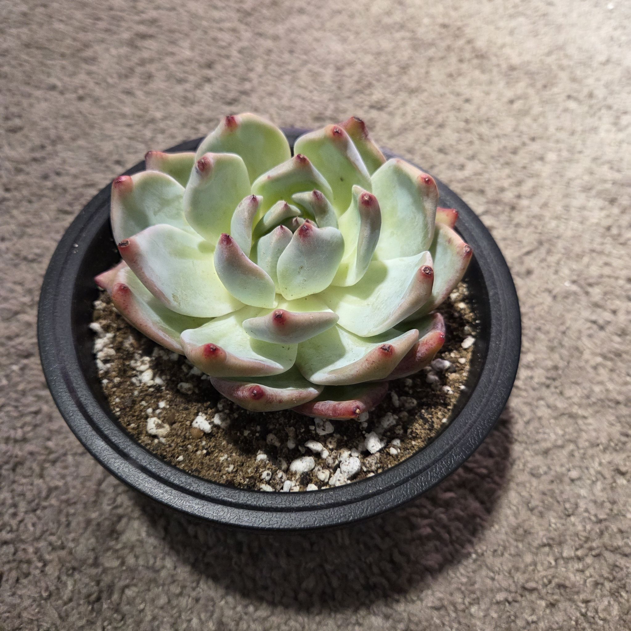 Photo of the plant species Echeveria colorata by @NikkiBplantmom named RAENI on Greg, the plant care app